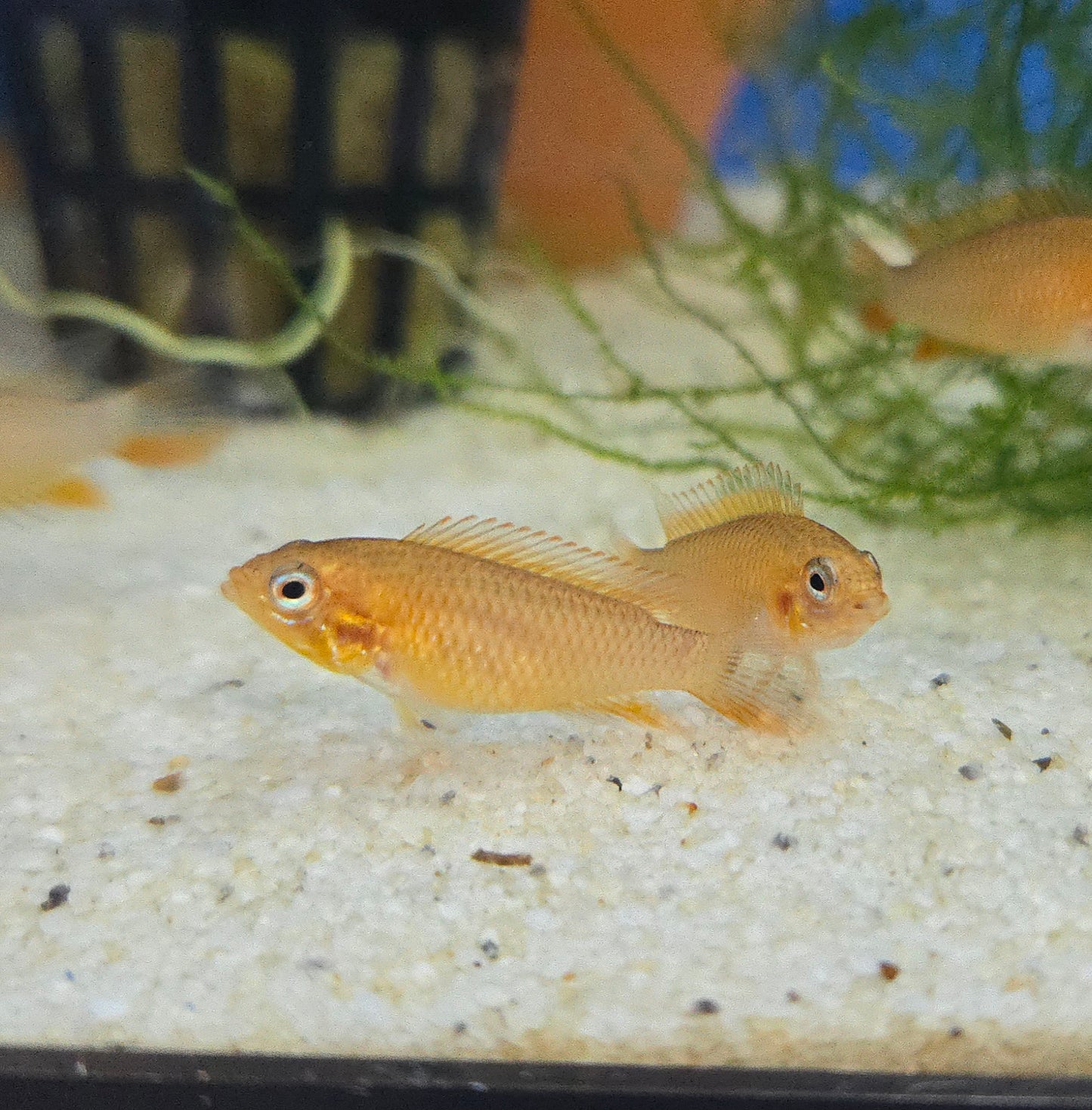 Apistogramma Agassizii 'Fire Red'