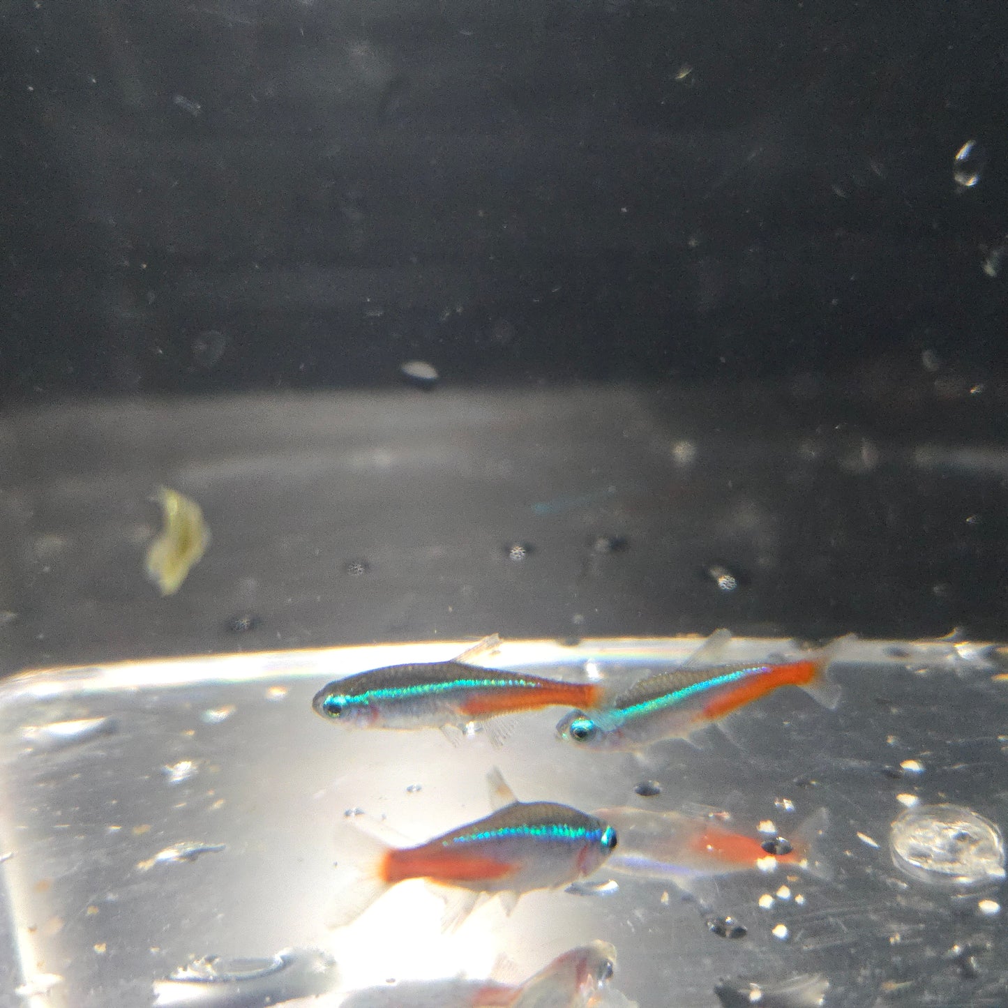 Neon Tetra ~ Paracheirodon innesi