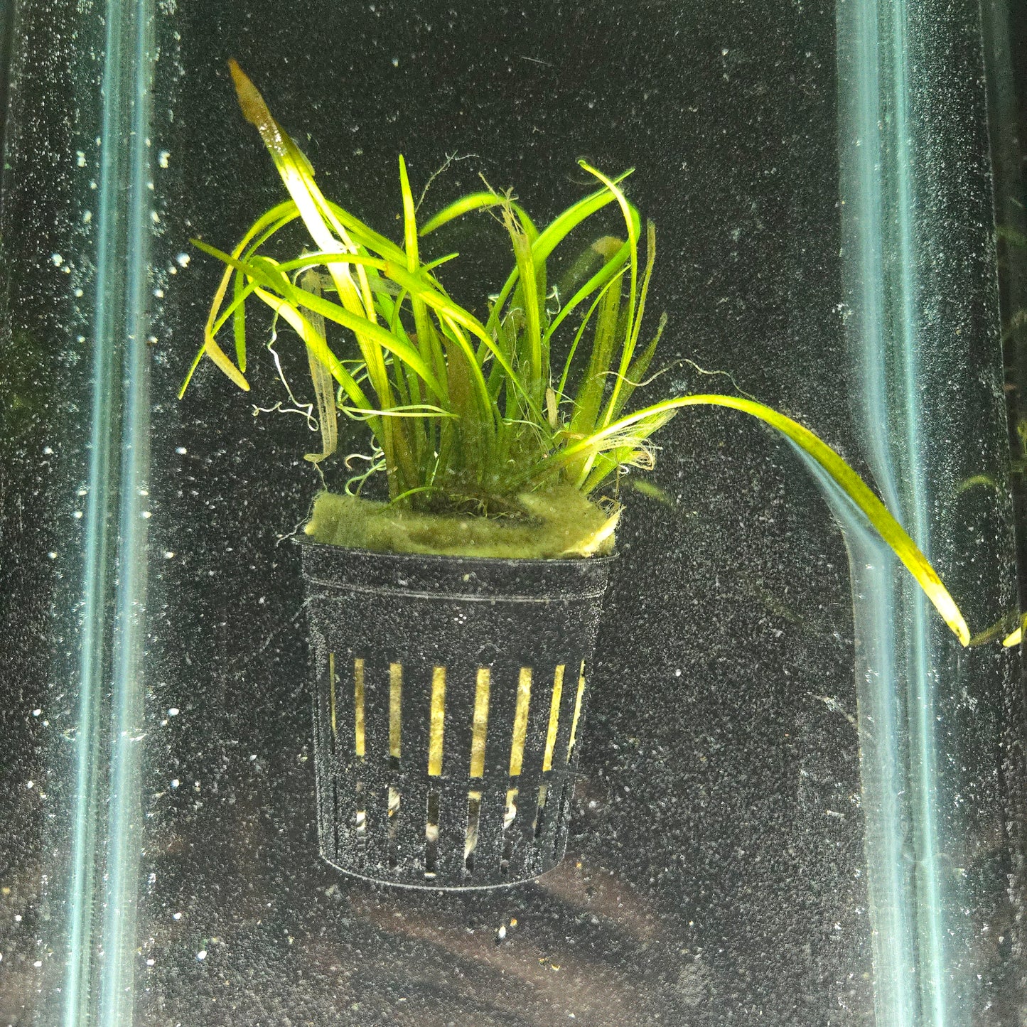 Dwarf Sagittaria ~ Sagittaria subulata