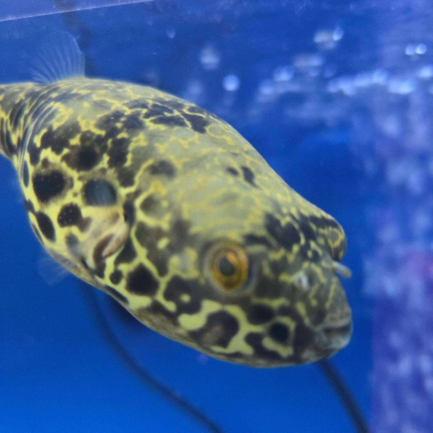 Spotted Congo Puffer ~ Tetraodon schoutedeni