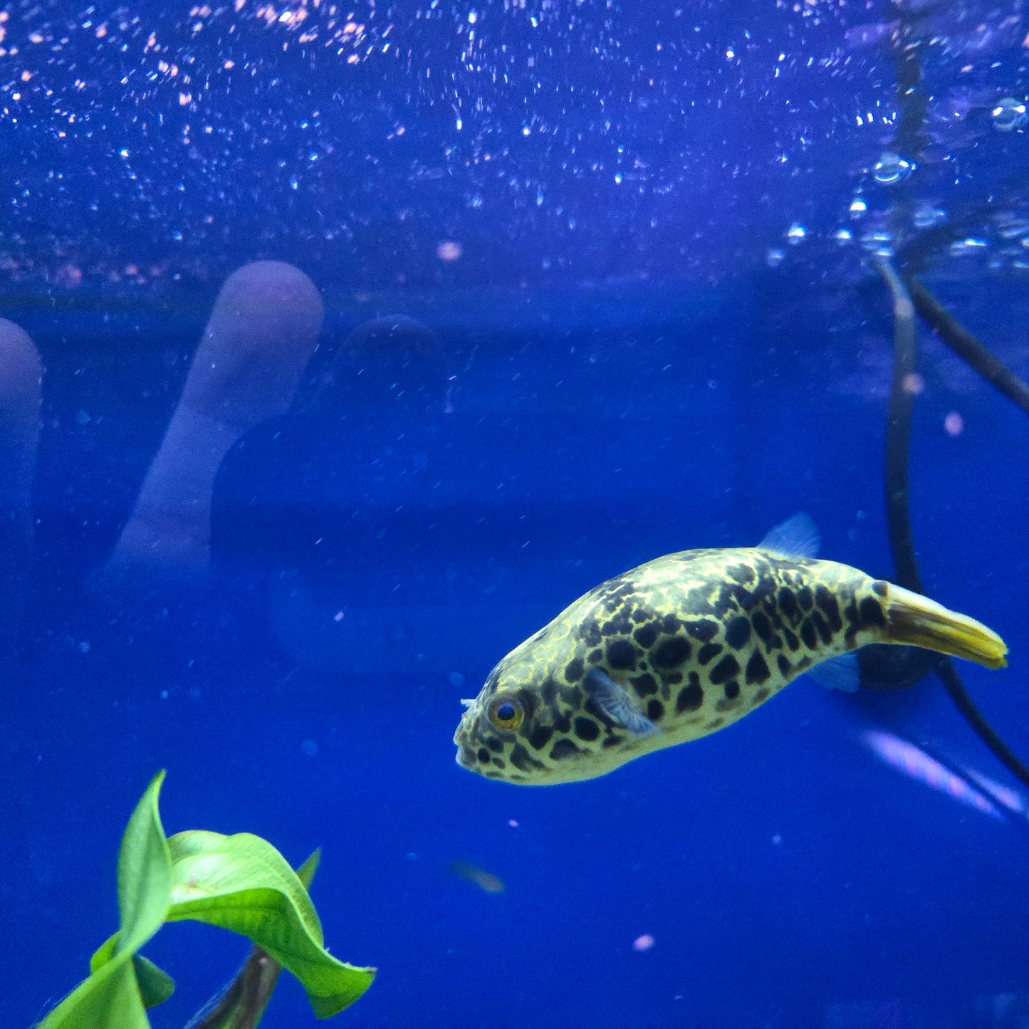 Spotted Congo Puffer ~ Tetraodon schoutedeni