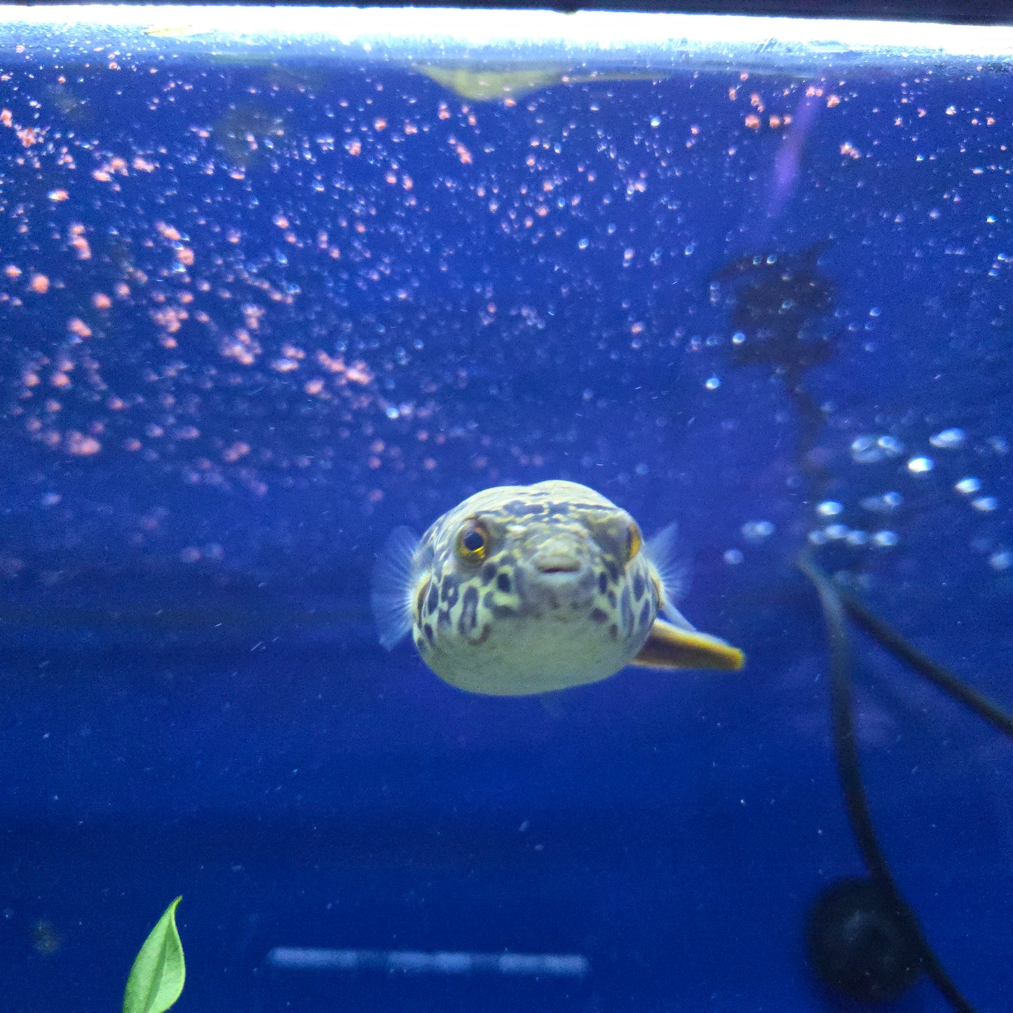 Spotted Congo Puffer ~ Tetraodon schoutedeni