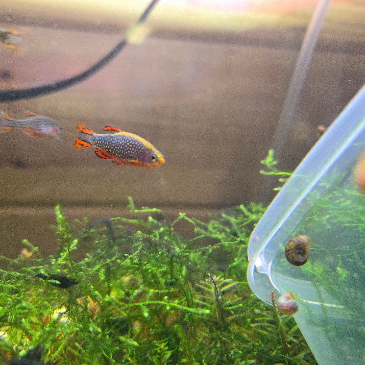 Celestial Pearl Danio ~ Danio margaritatus