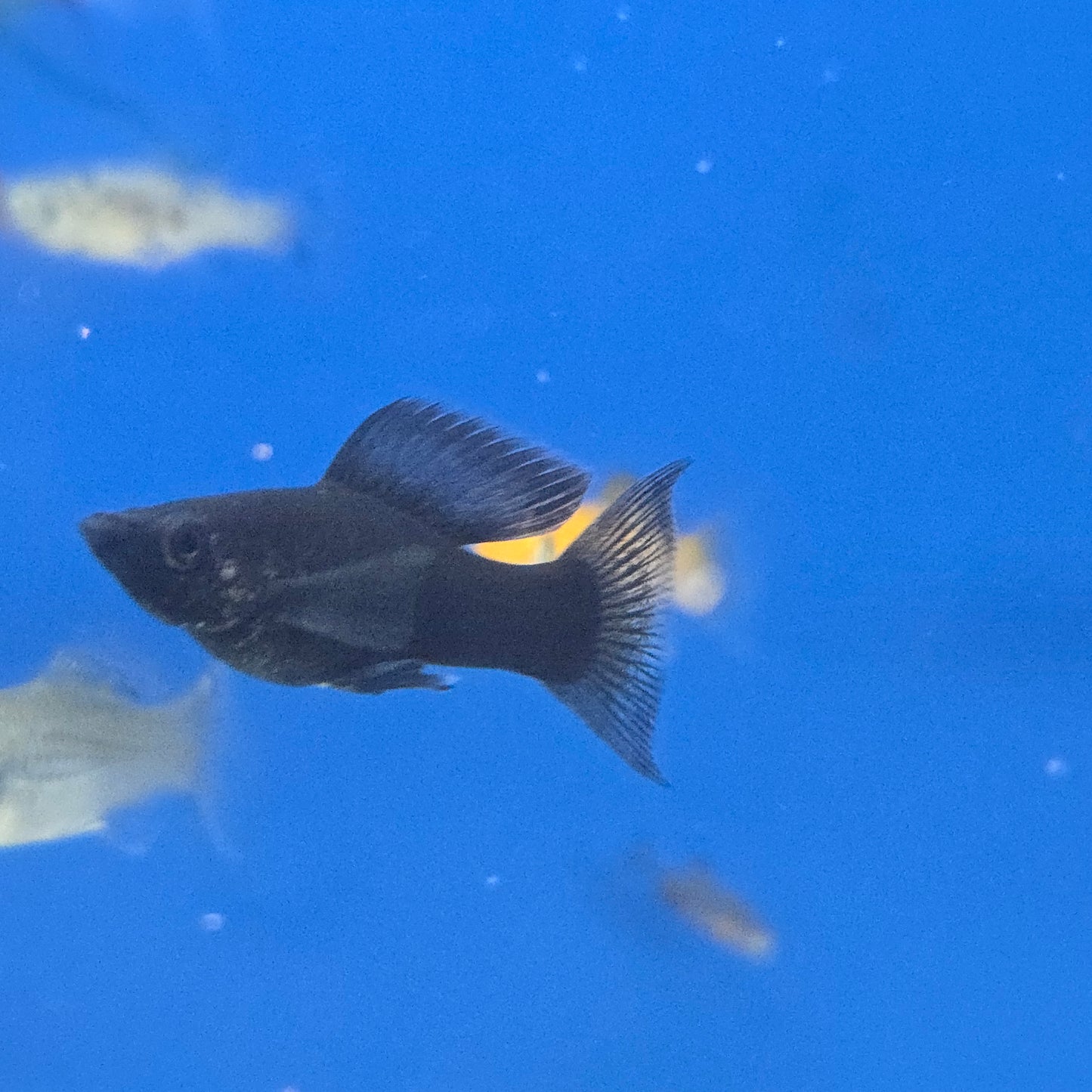 Mollies ~ Poecilia sphenops