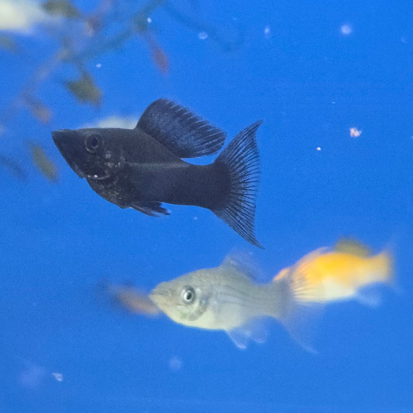 Mollies ~ Poecilia sphenops