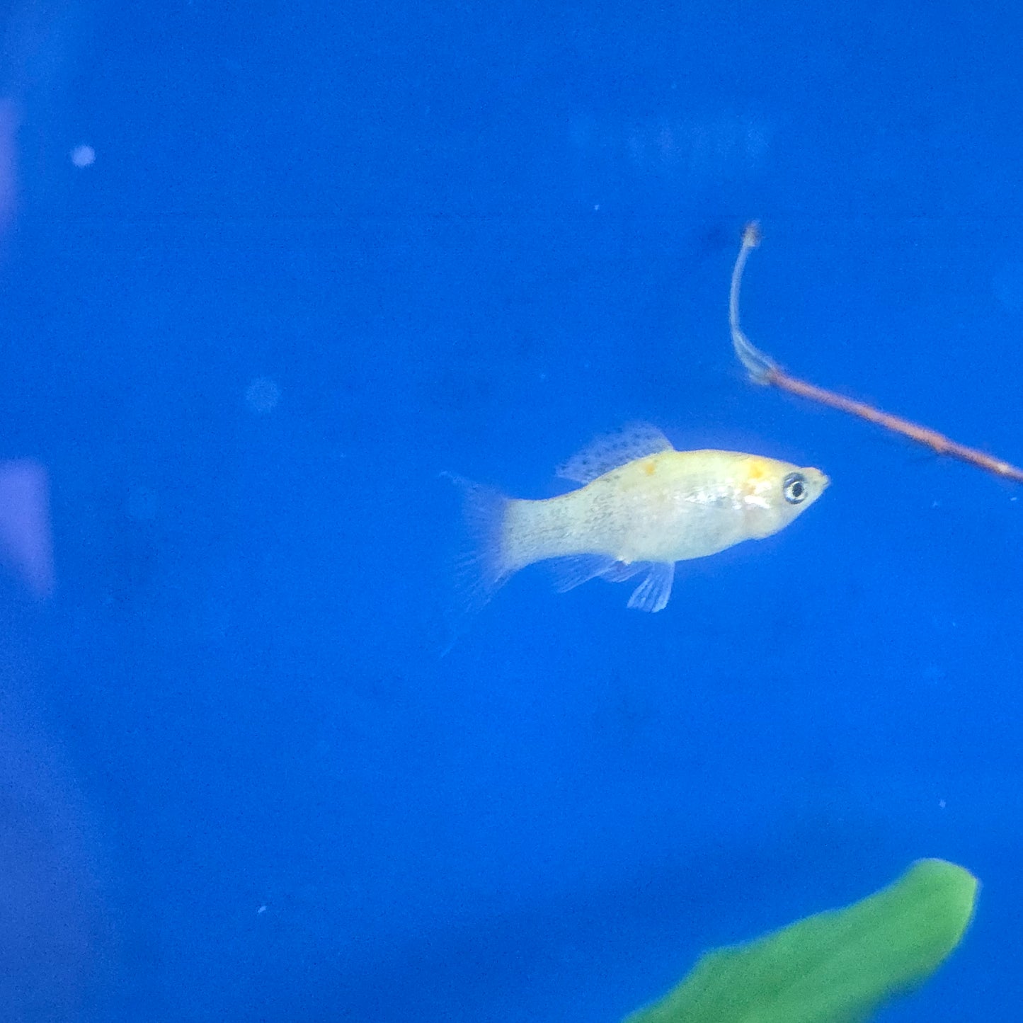 Mollies ~ Poecilia sphenops