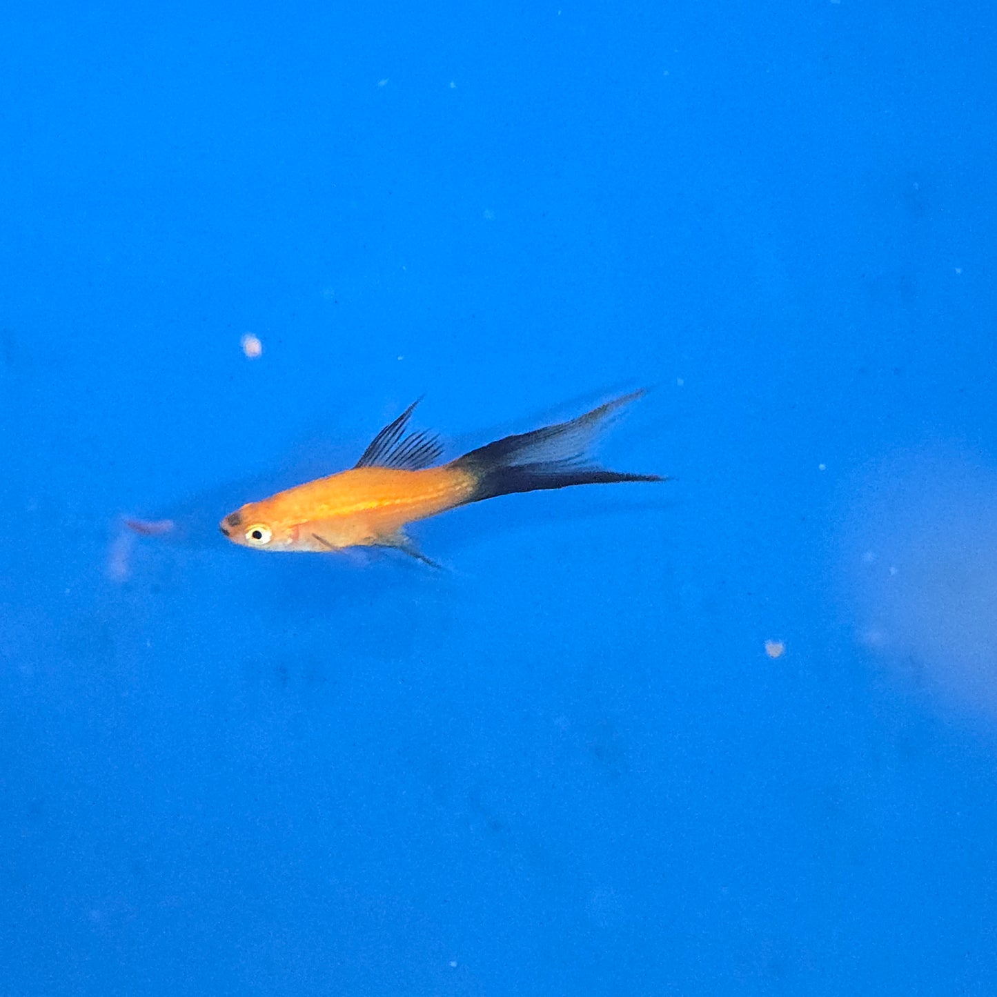 Swordtails ~ Xiphophorus helleri