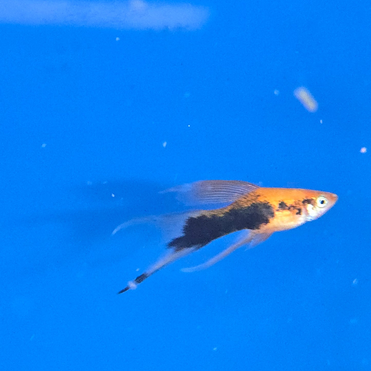 Swordtails ~ Xiphophorus helleri
