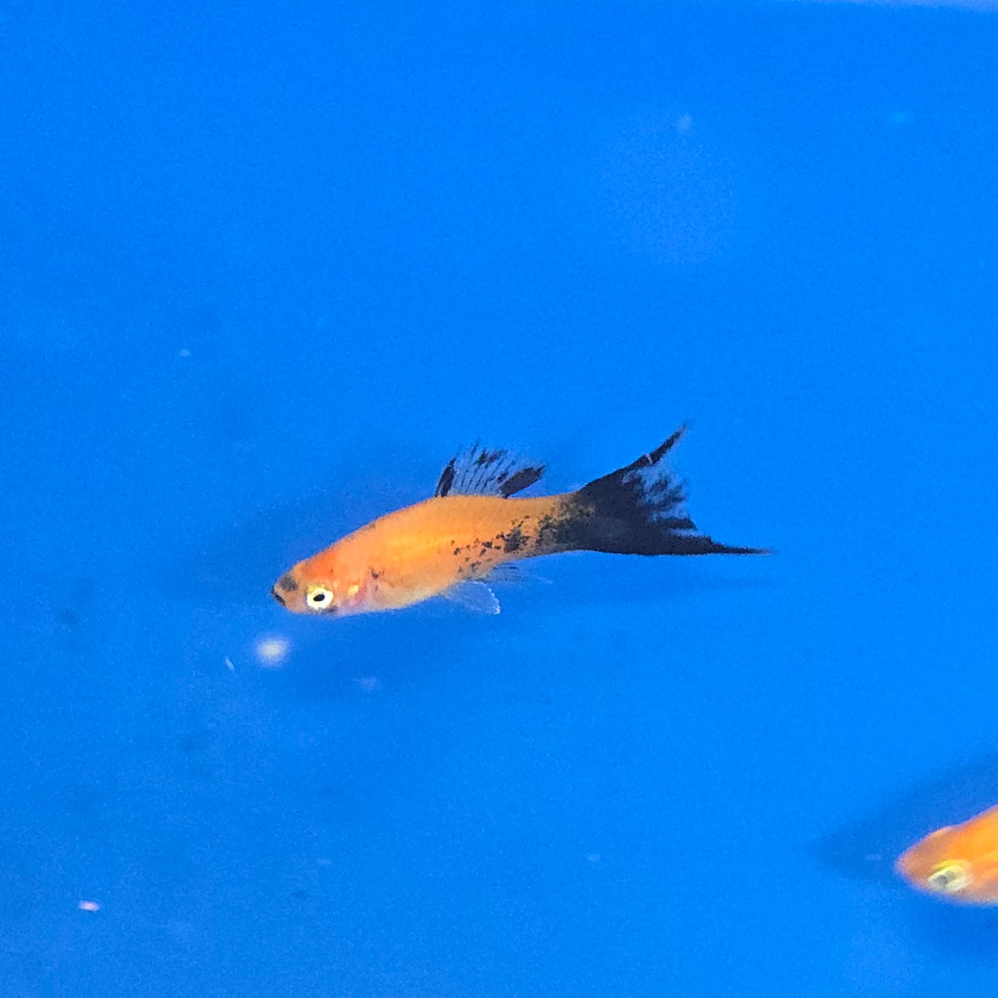 Swordtails ~ Xiphophorus helleri