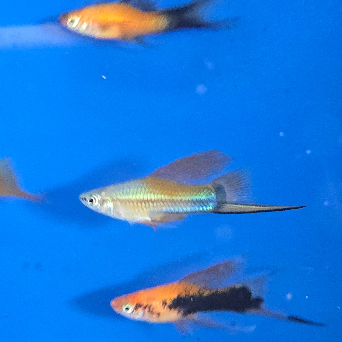 Swordtails ~ Xiphophorus helleri
