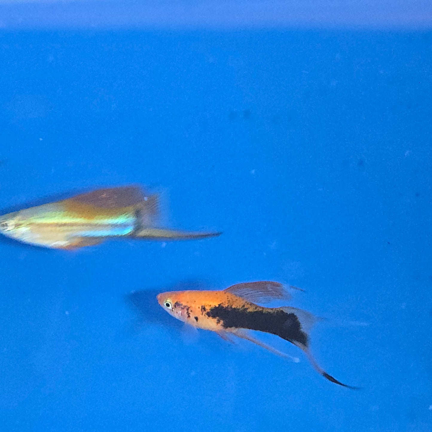 Swordtails ~ Xiphophorus helleri