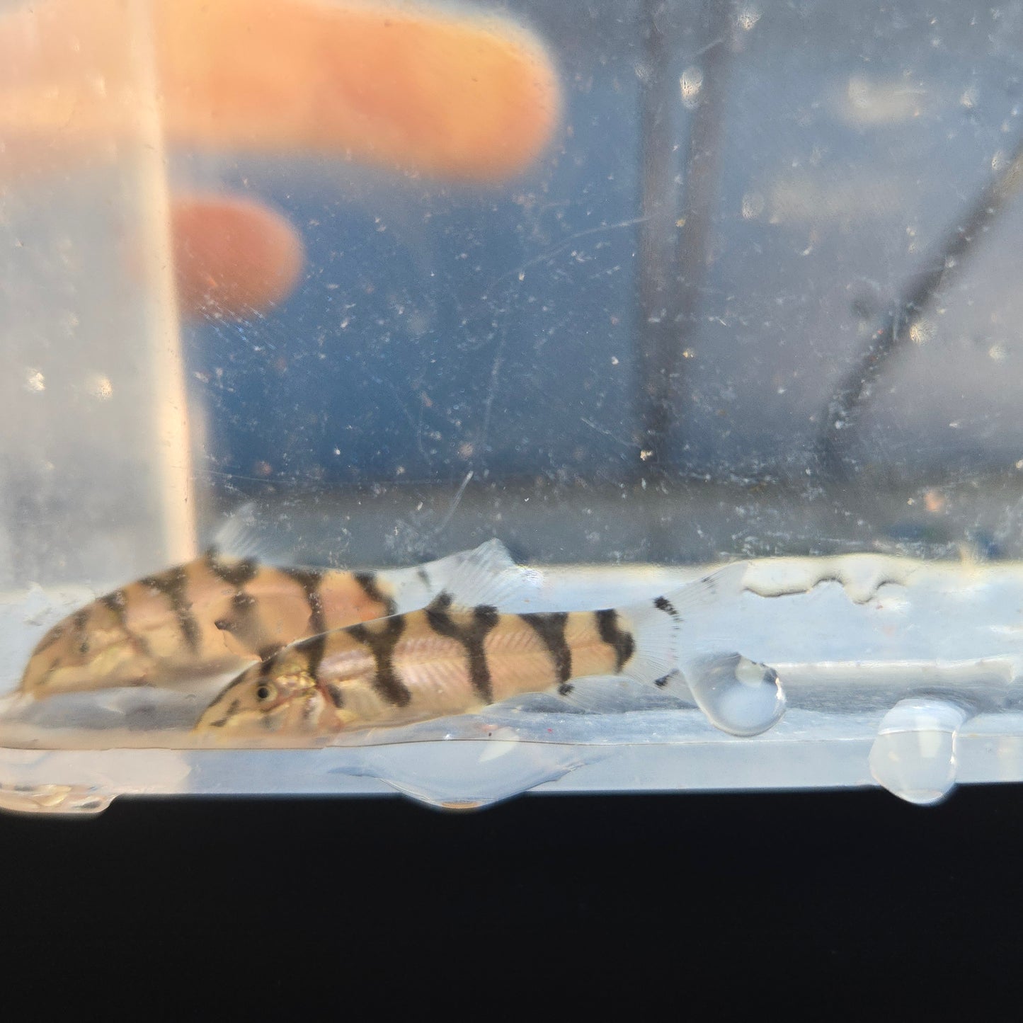 Yo-Yo Loach ~ Botia almorhae