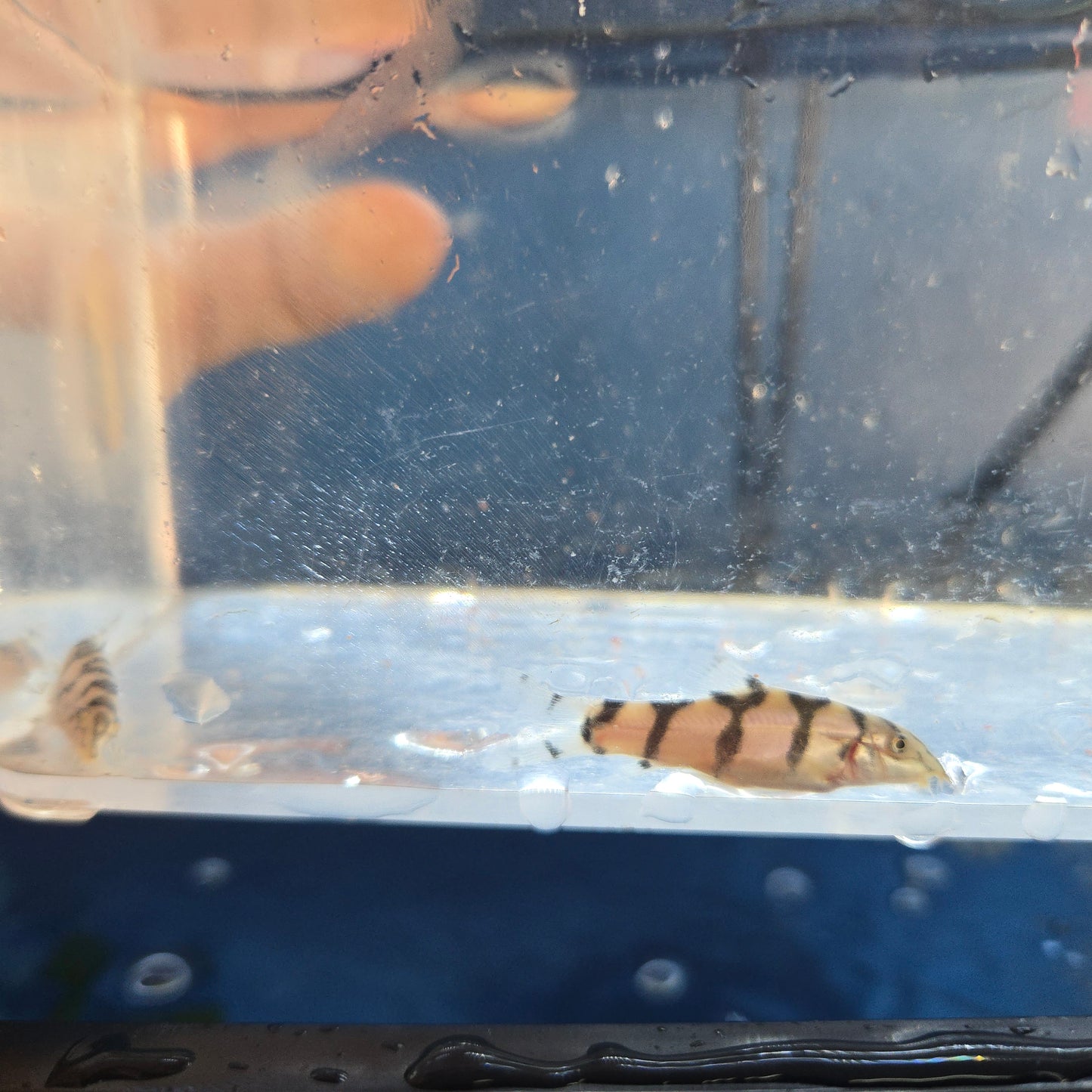 Yo-Yo Loach ~ Botia almorhae
