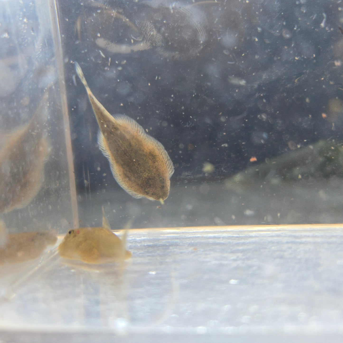 Butterfly Hillstream Loach ~ Beaufortia kweichowensis