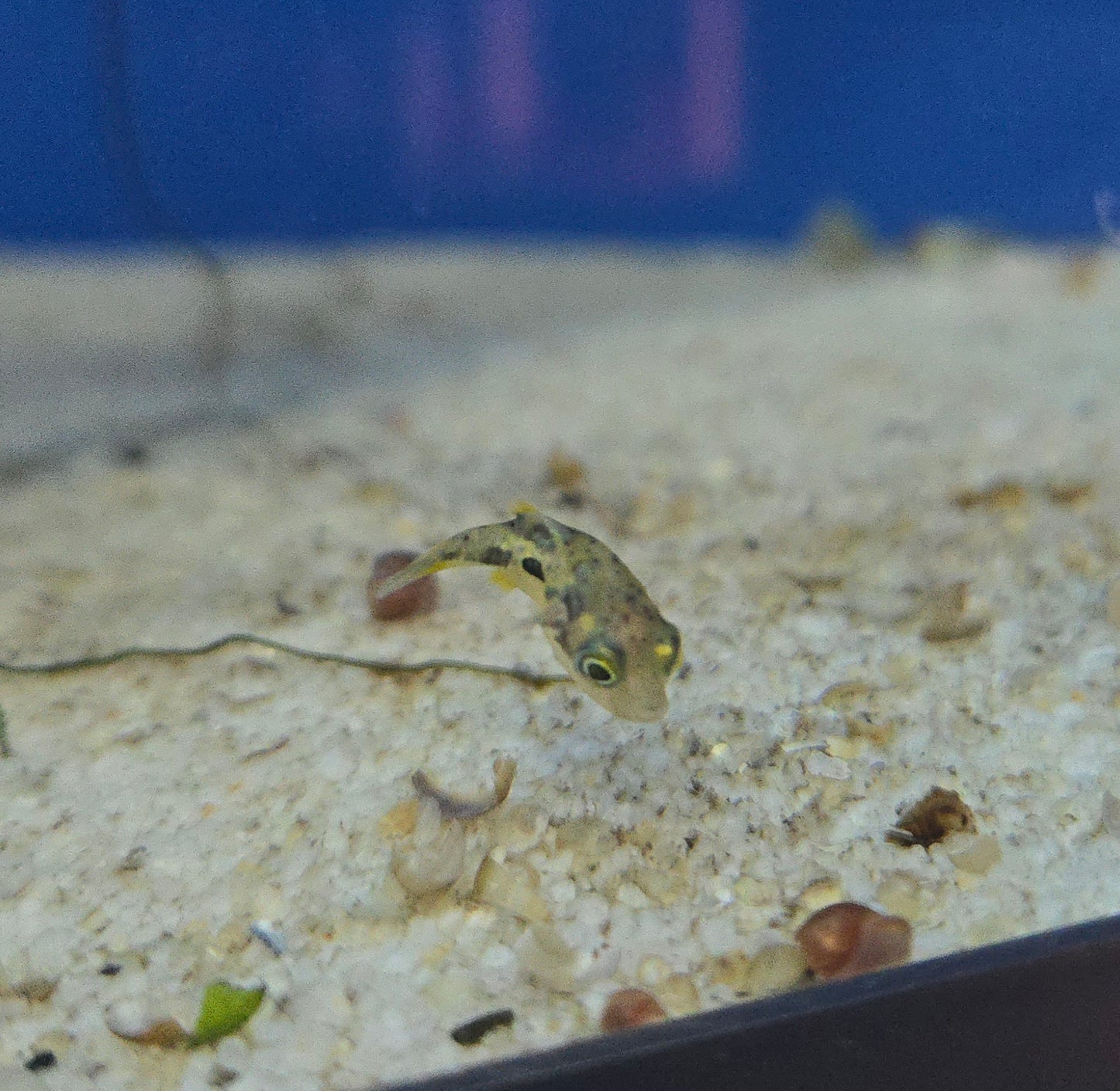 Pea Puffer ~ Carinotetraodon travancoricus