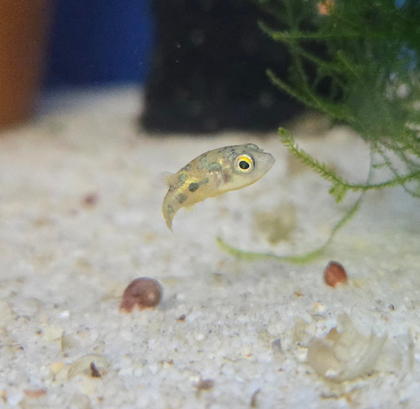 Pea Puffer ~ Carinotetraodon travancoricus