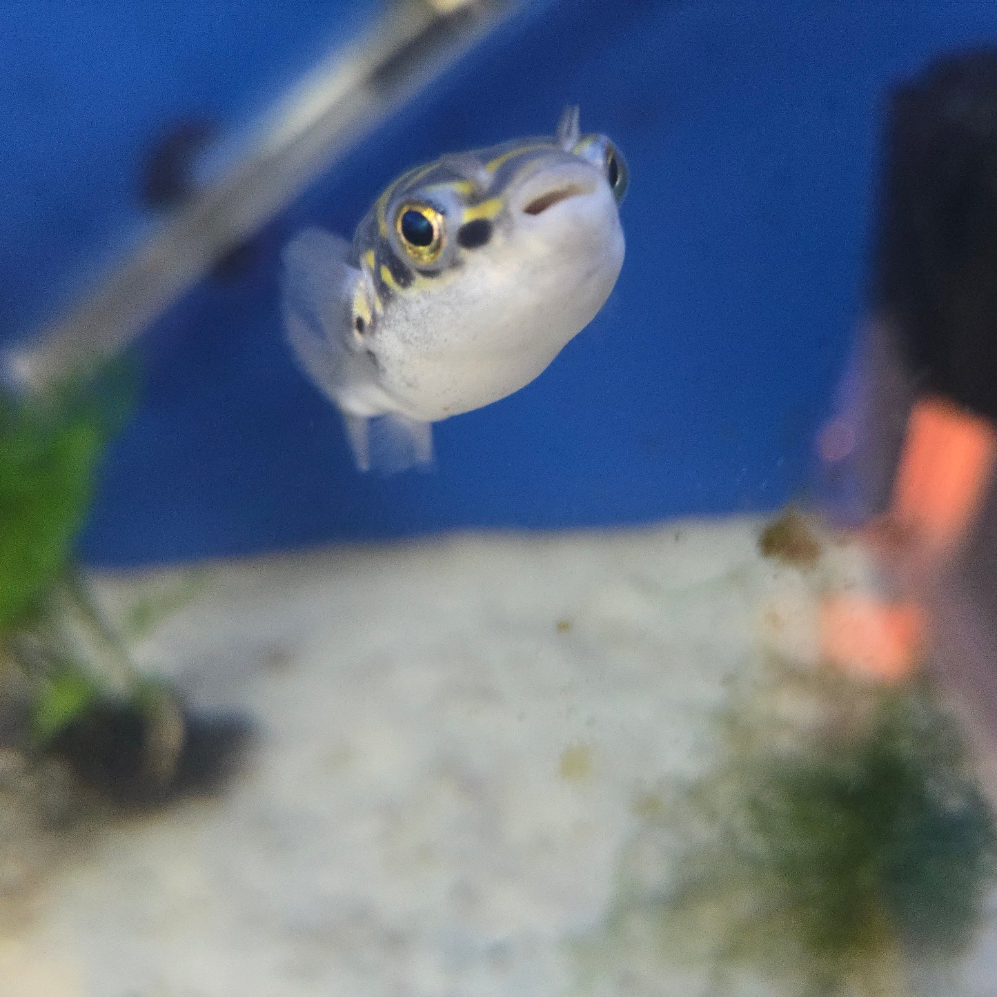 Figure 8 Puffer ~ Tetraodon biocellatus