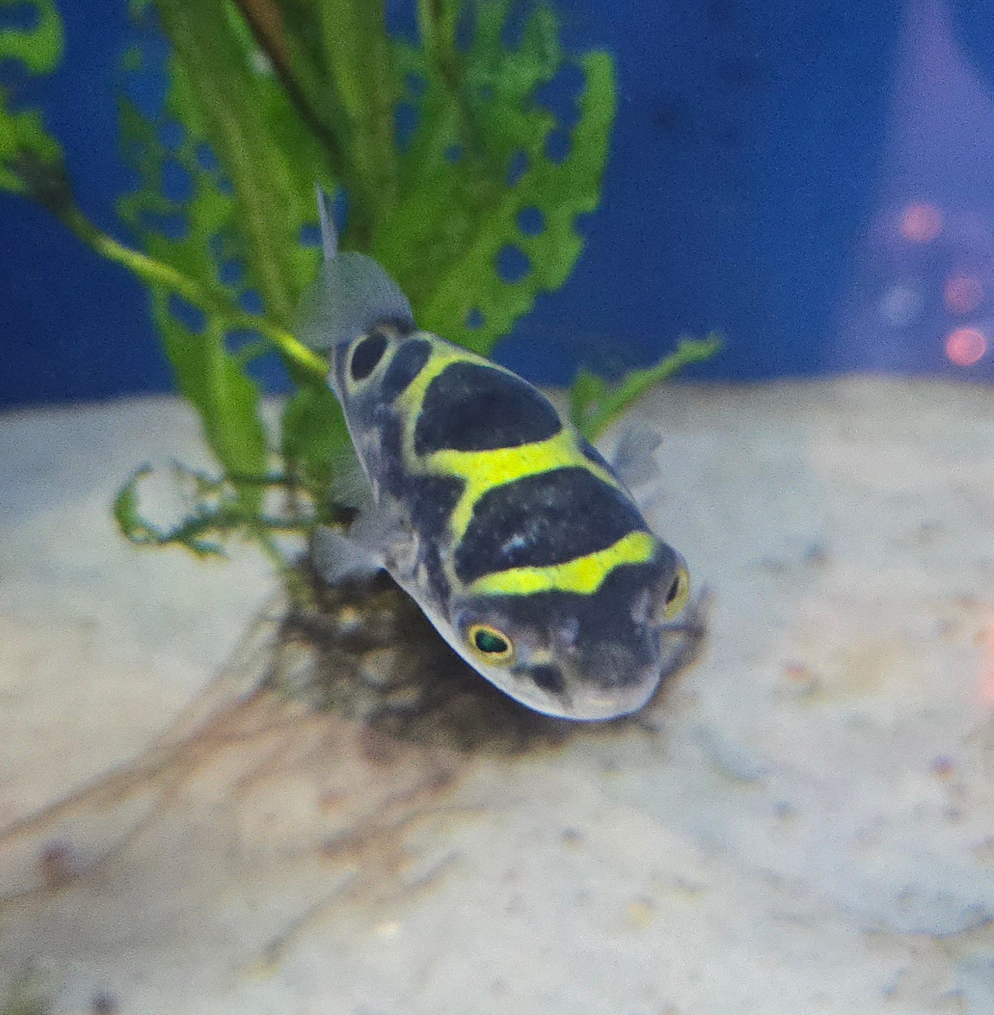 Figure 8 Puffer ~ Tetraodon biocellatus