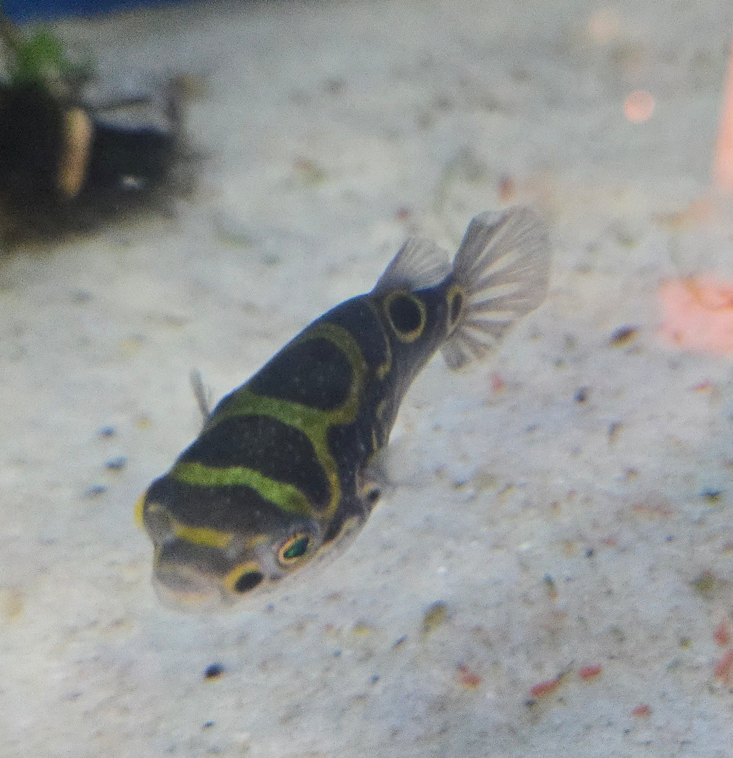 Figure 8 Puffer ~ Tetraodon biocellatus