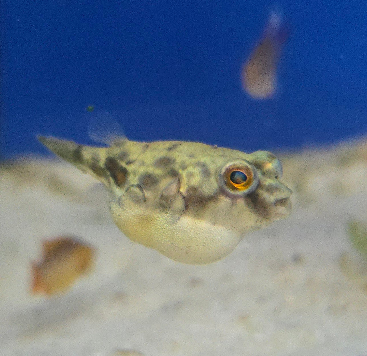 Fahaka Puffer ~ Tetraodon lineatus