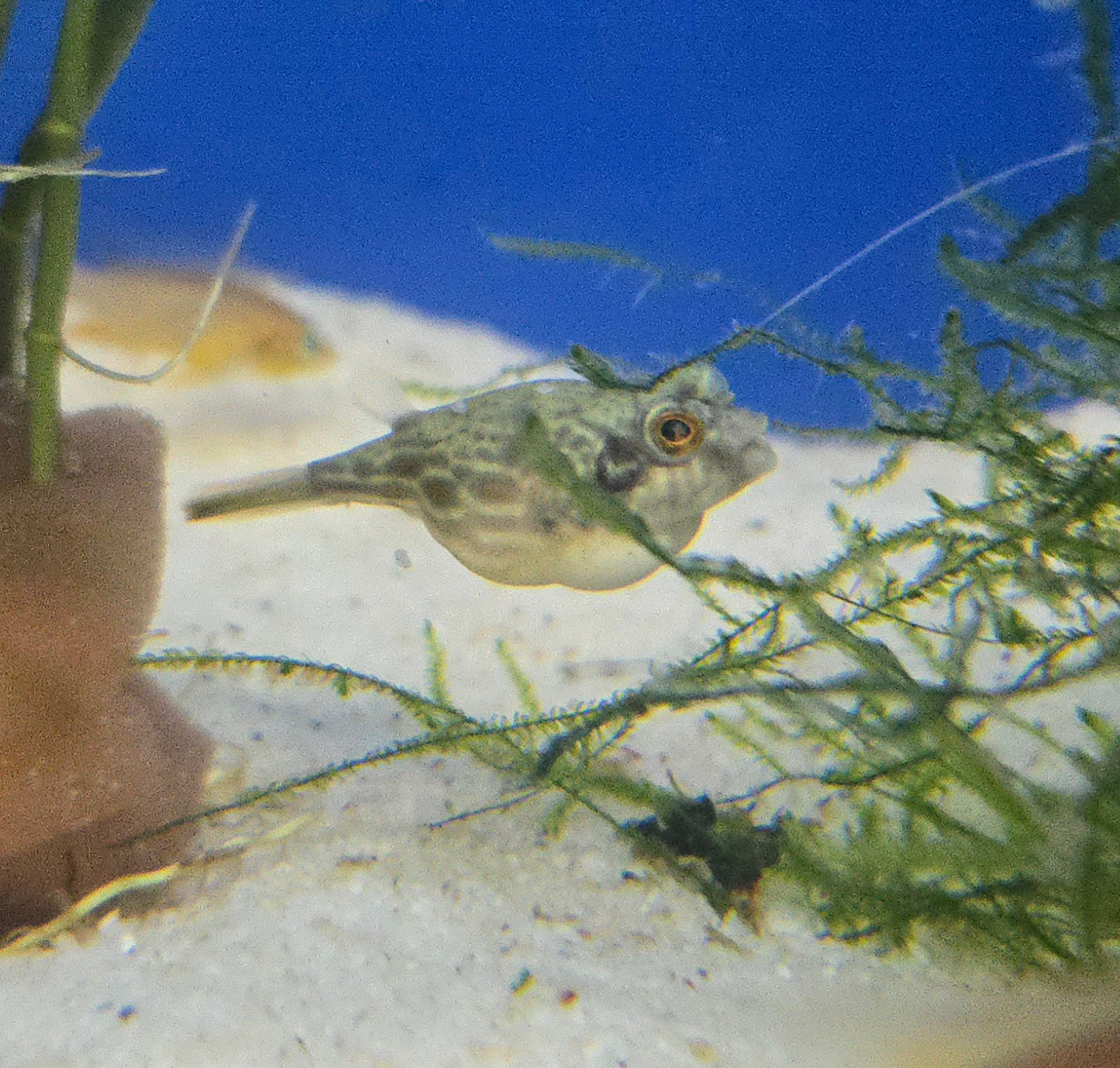 Fahaka Puffer ~ Tetraodon lineatus