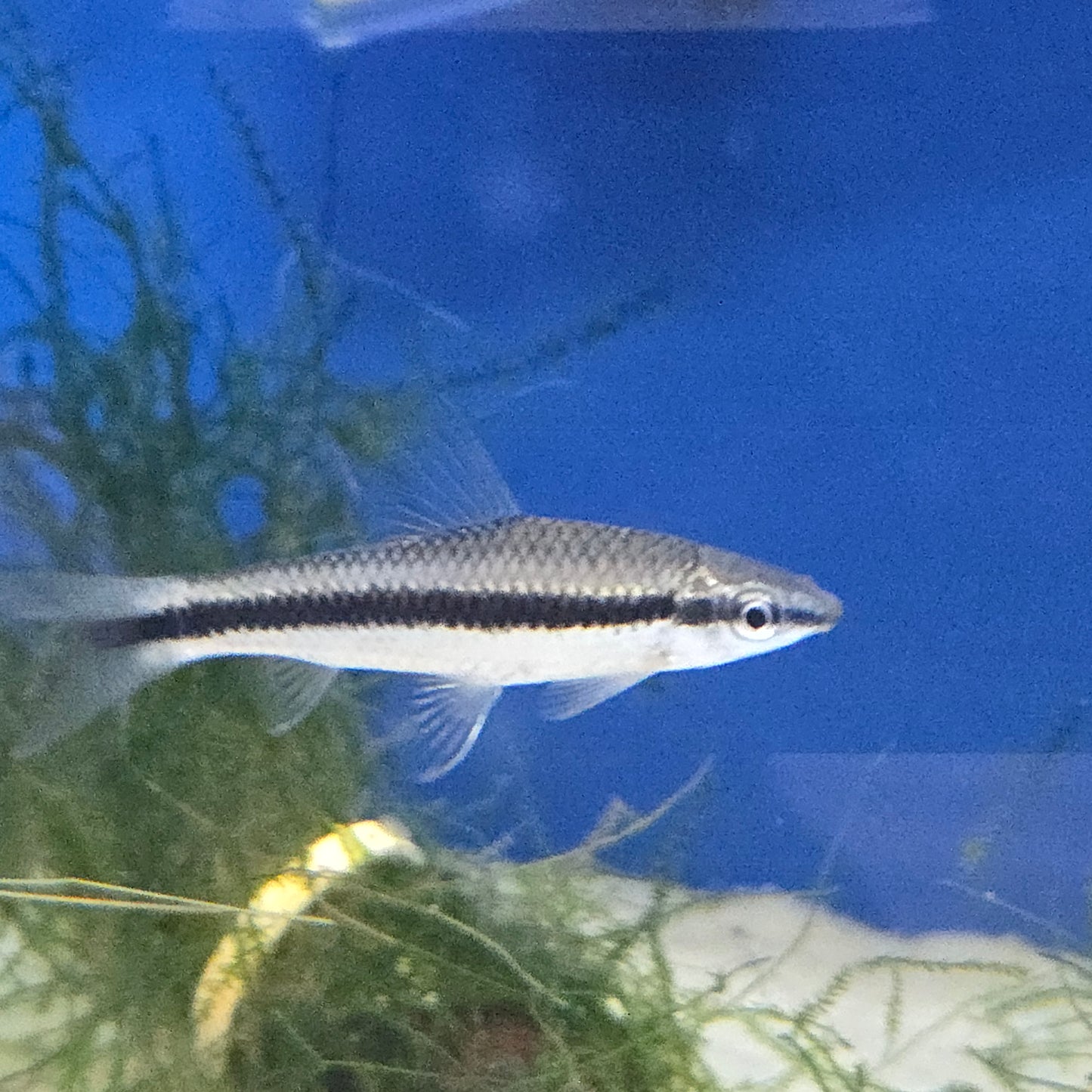 Siamese Algae Eater ~ Crossocheilus oblongus