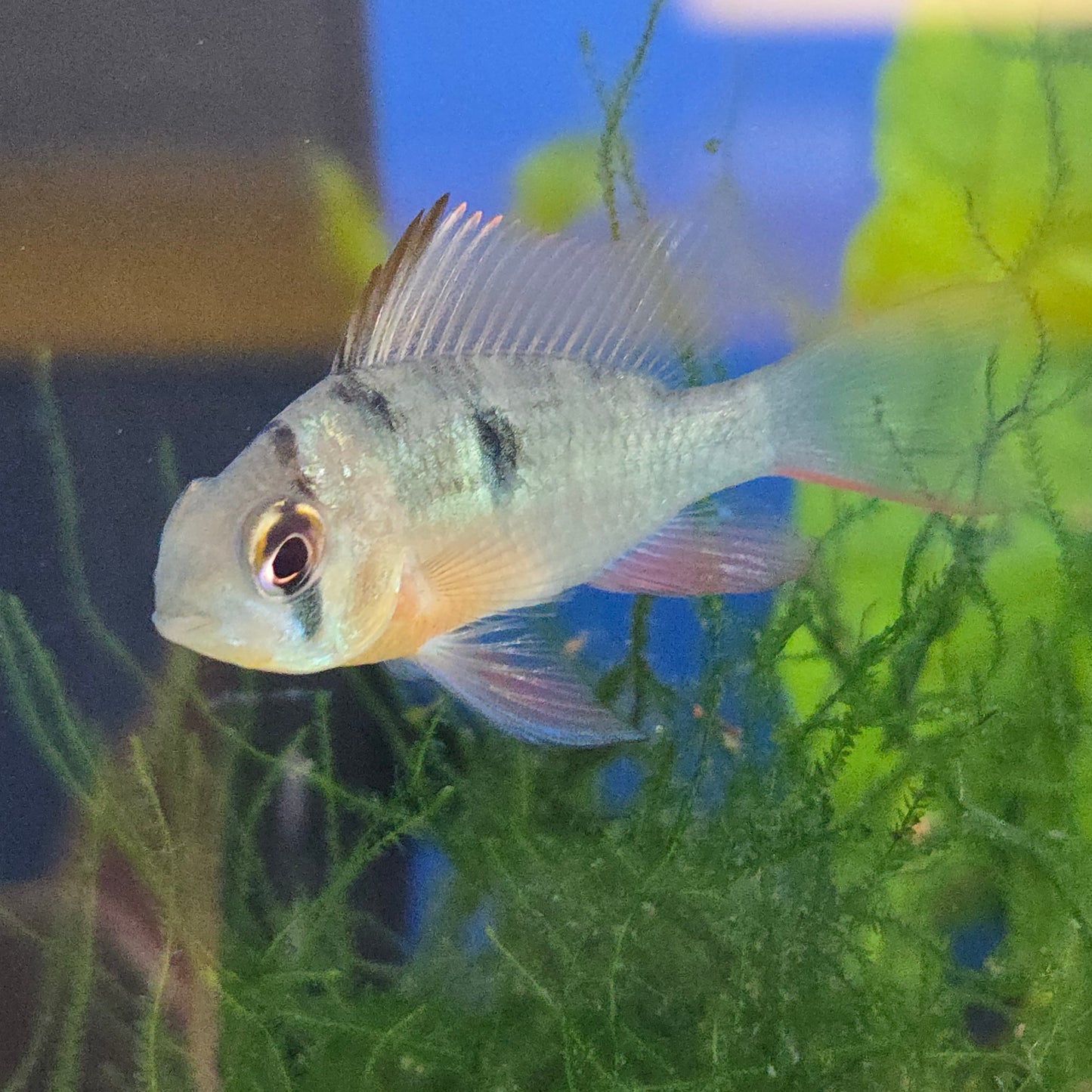 Bolivian Ram ~ Mikrogeophagus altispinosus