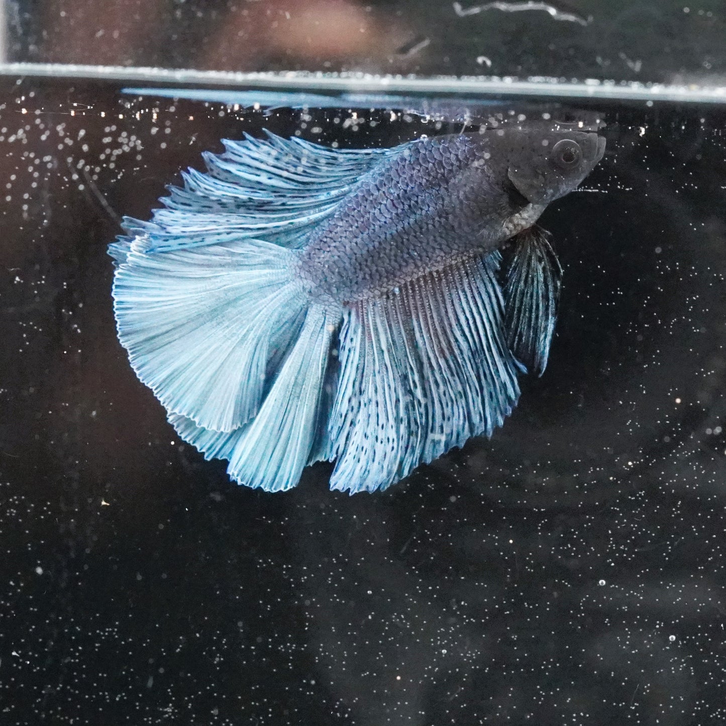 Live Betta Fish WYSIWYG Fancy Aquarium Double Tail Sky Blue Male TT05