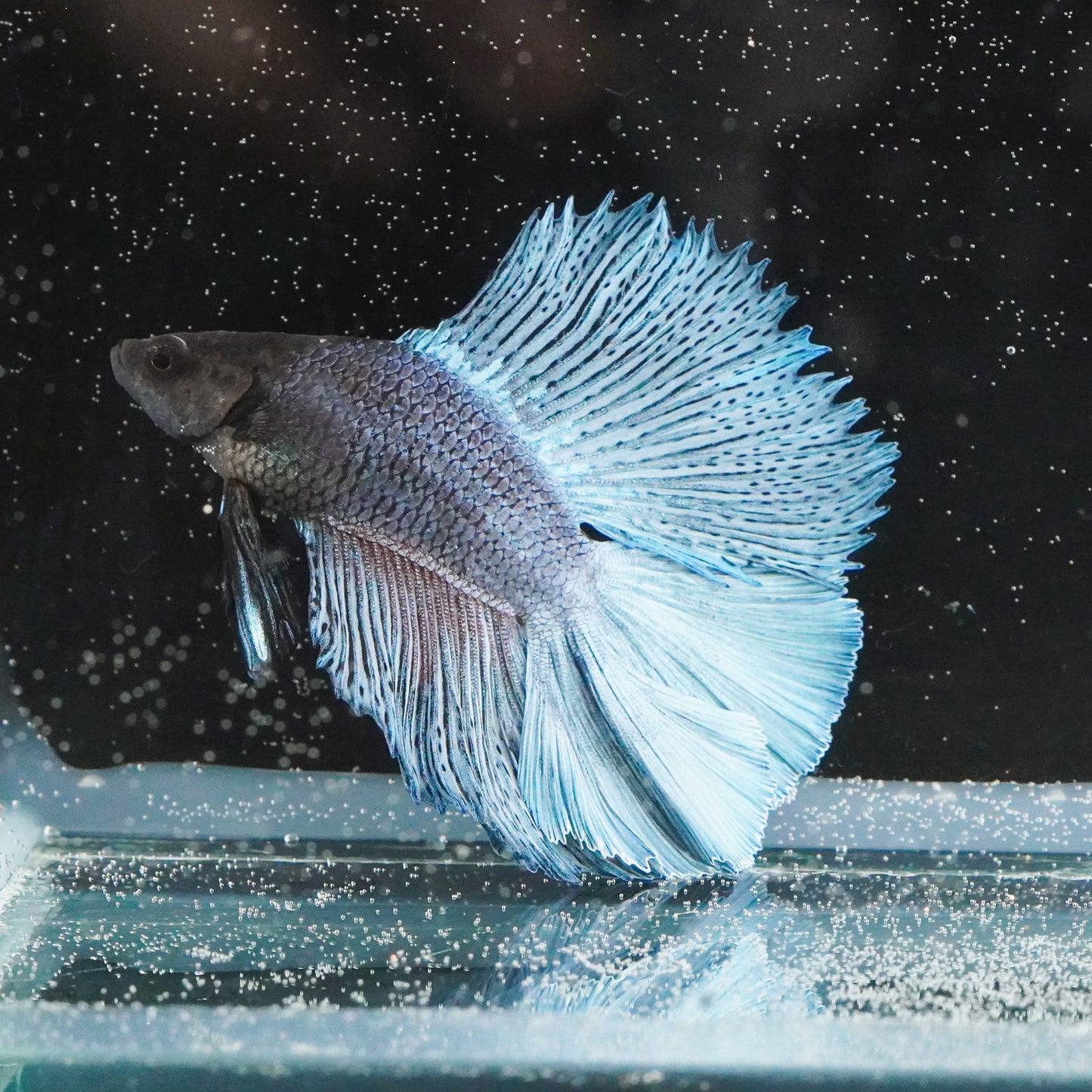 Live Betta Fish WYSIWYG Fancy Aquarium Double Tail Sky Blue Male TT05