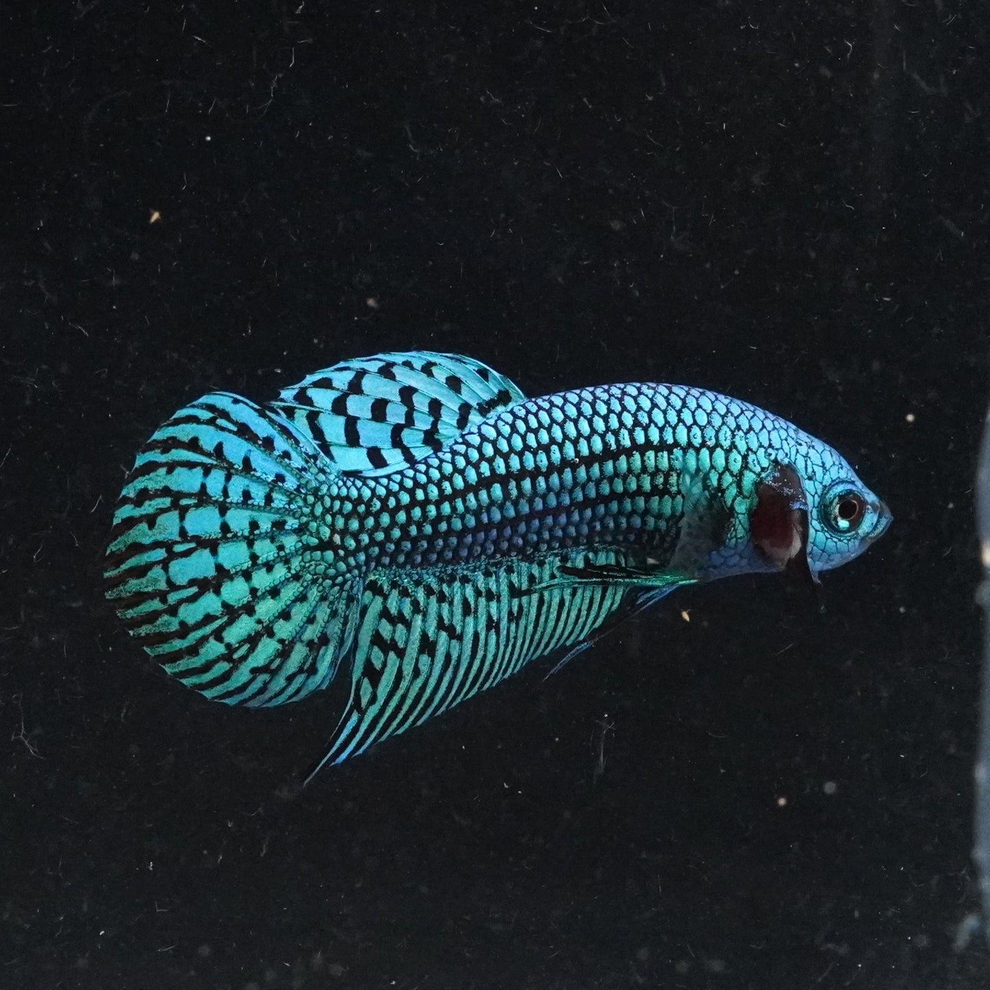 Blue fish in an aquarium with a black background