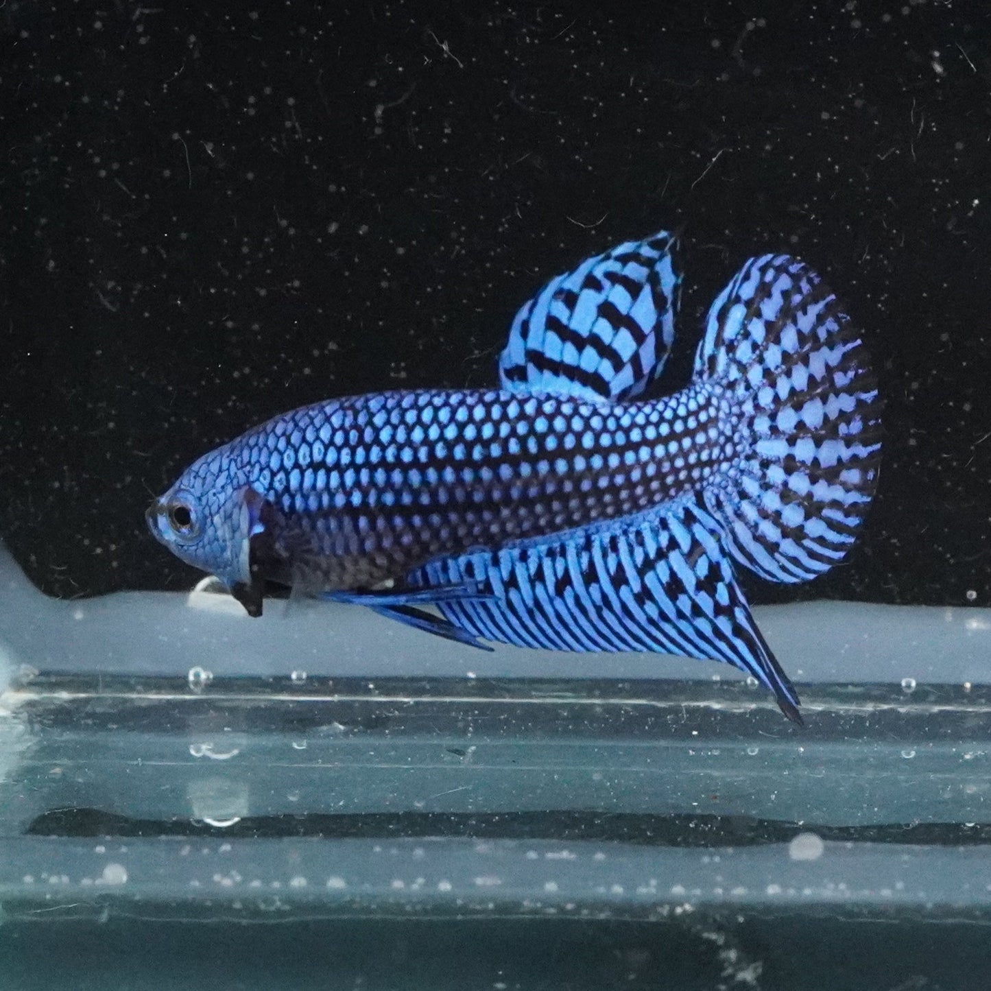Blue betta fish in a aquarium with a dark background