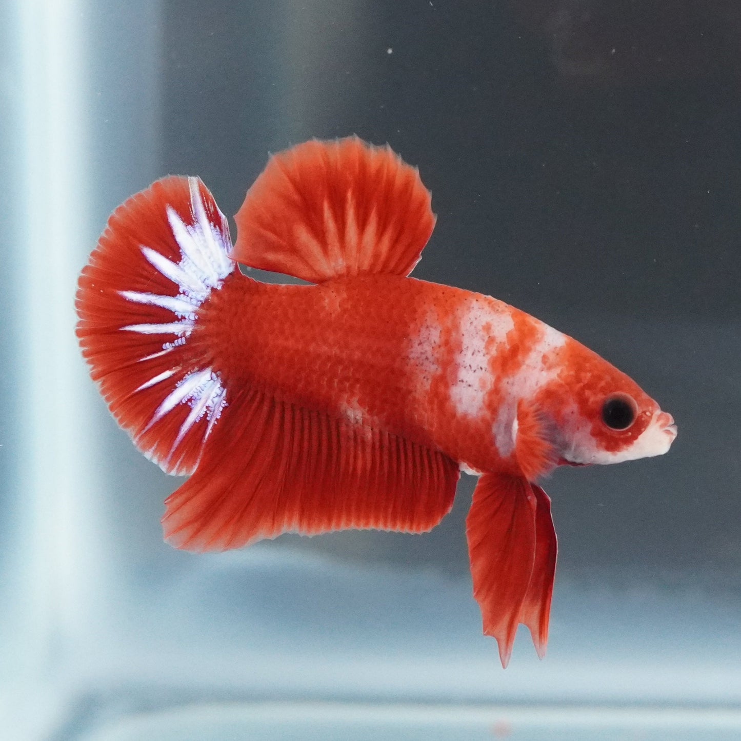 Red fish with white stripes swimming in a clear tank.