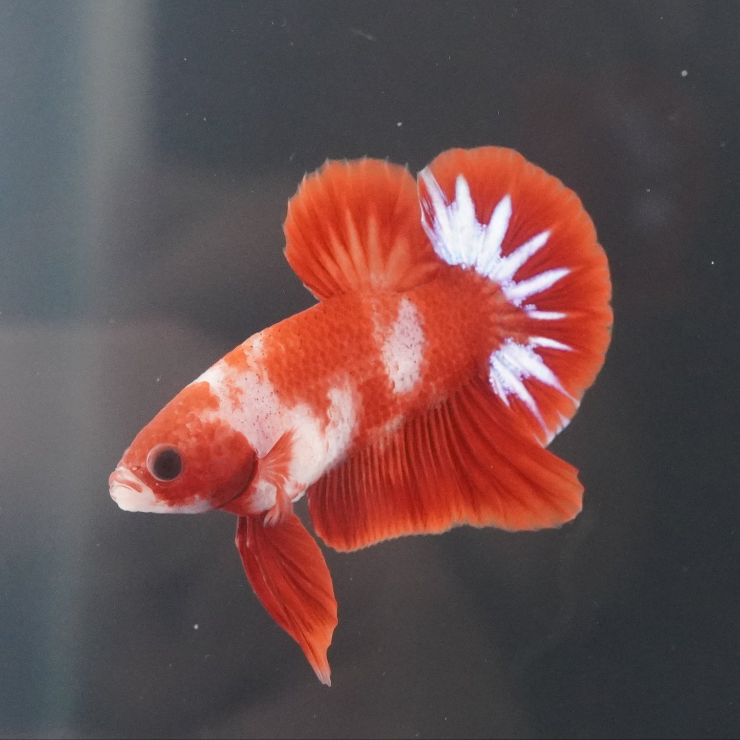 Red and white fish swimming in an aquarium with a dark background
