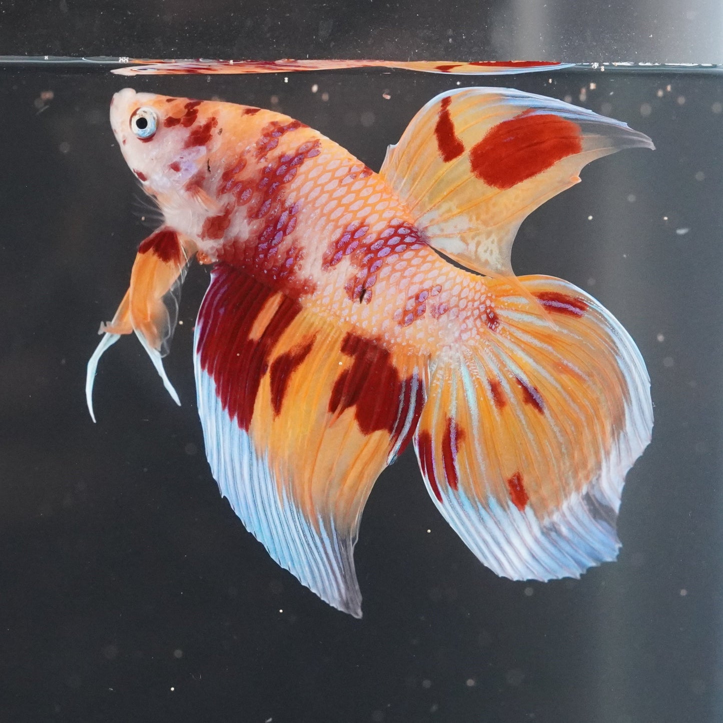 Colorful fish with flowing fins swimming in a tank.