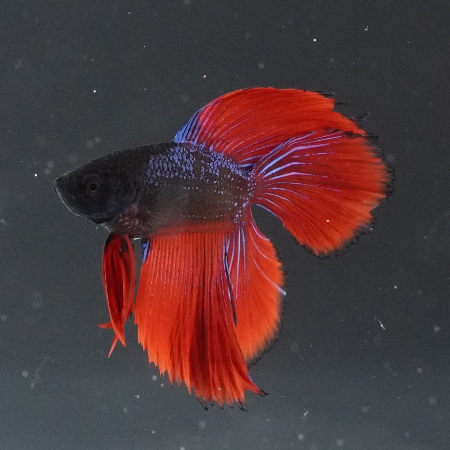 Red and black betta fish swimming in a tank with a dark background