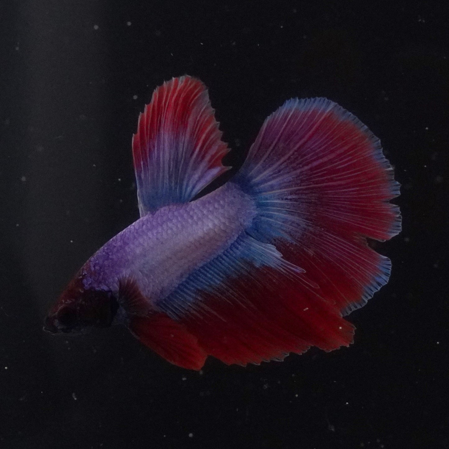 Colorful betta fish swimming in a clear tank with a black background