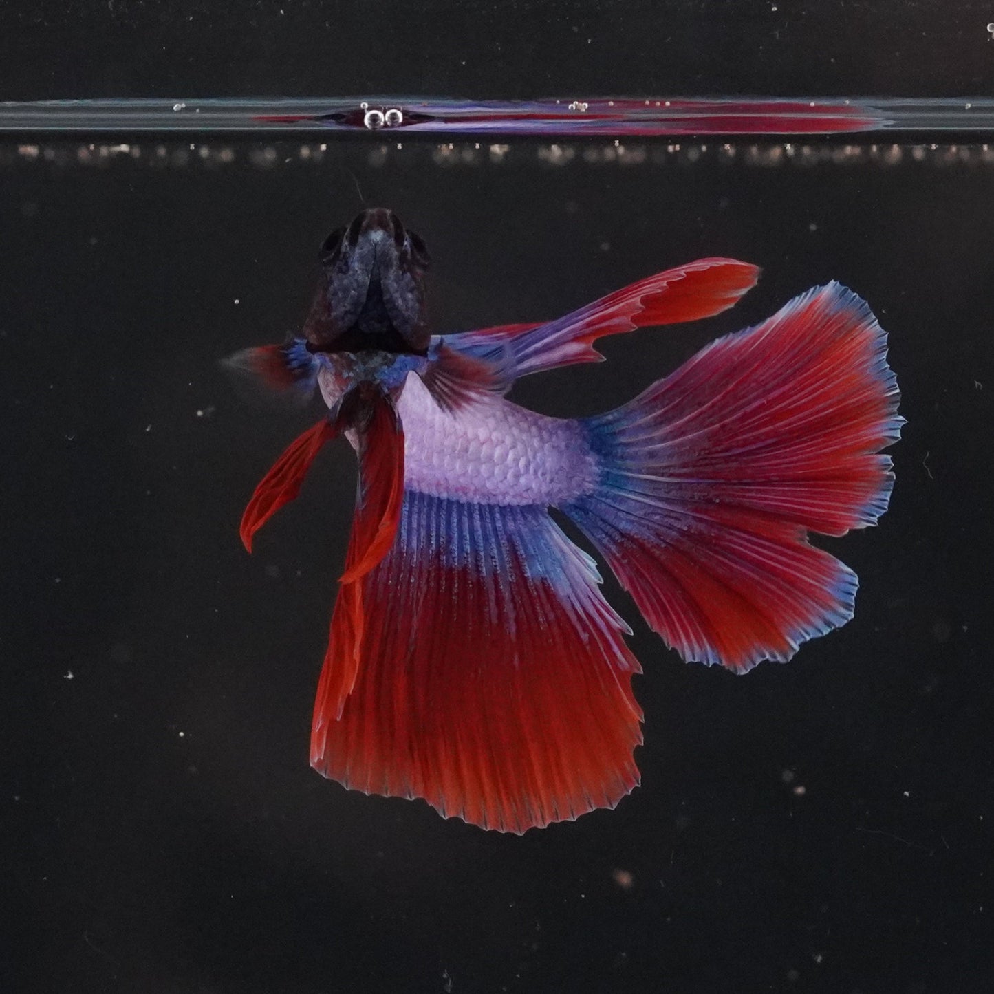 Colorful fish swimming in a tank with a black background