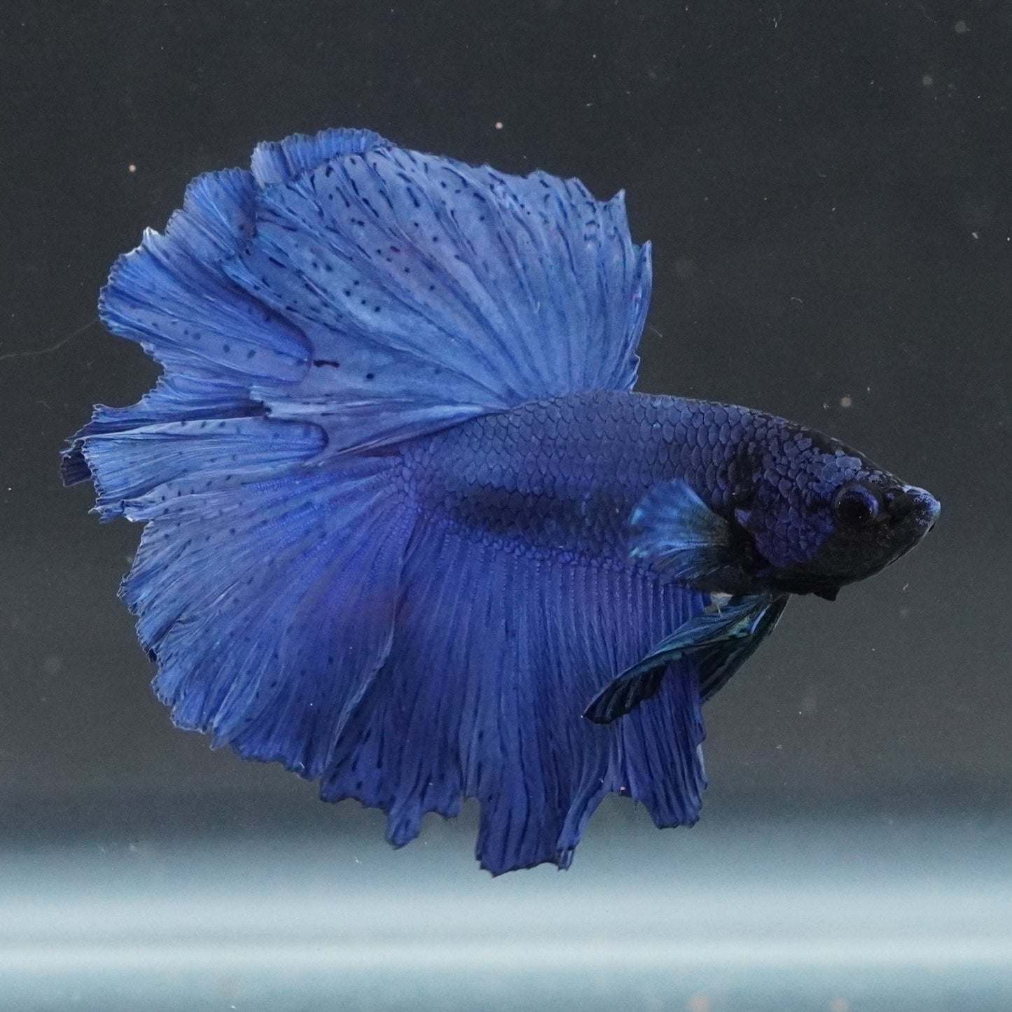 Blue betta fish swimming in a clear tank with a dark background