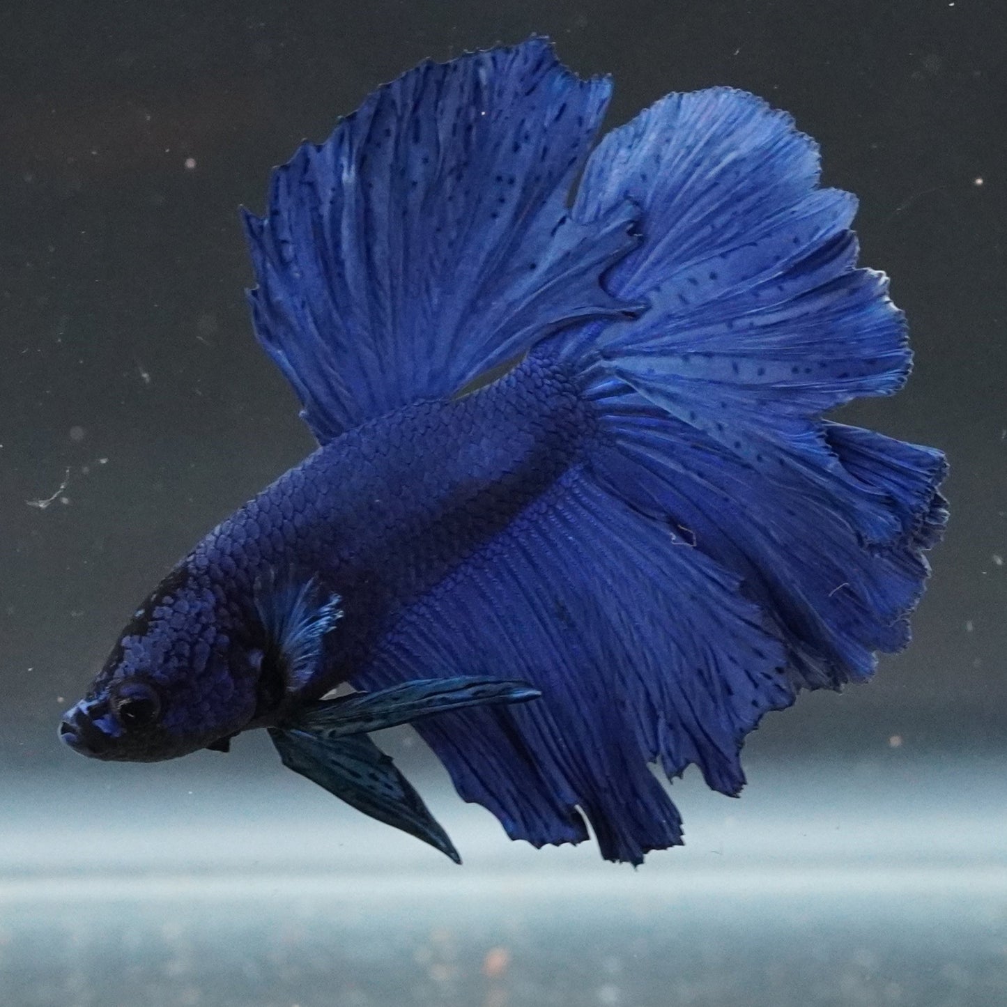 Blue betta fish swimming in a clear tank with a dark background