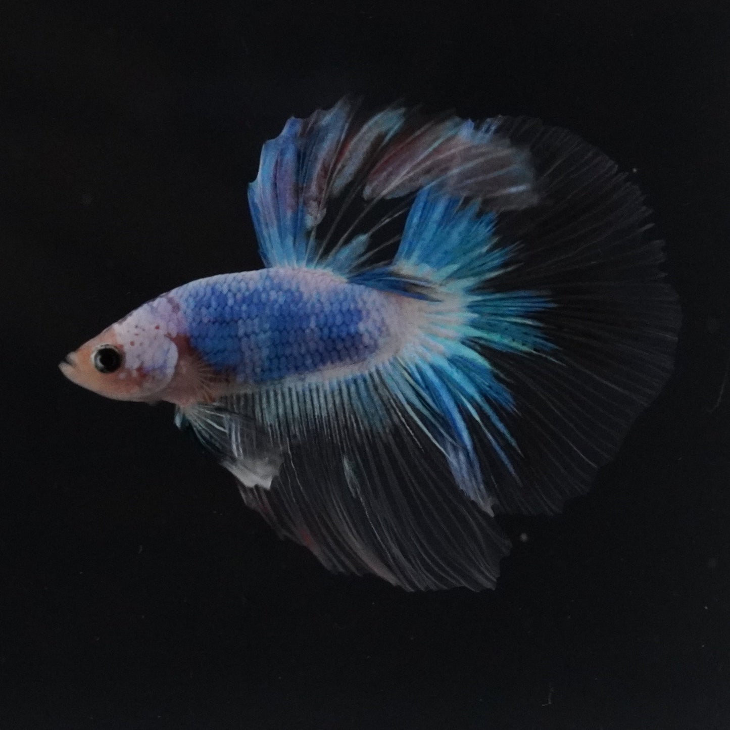 Blue and white betta fish in an aquarium with a dark background