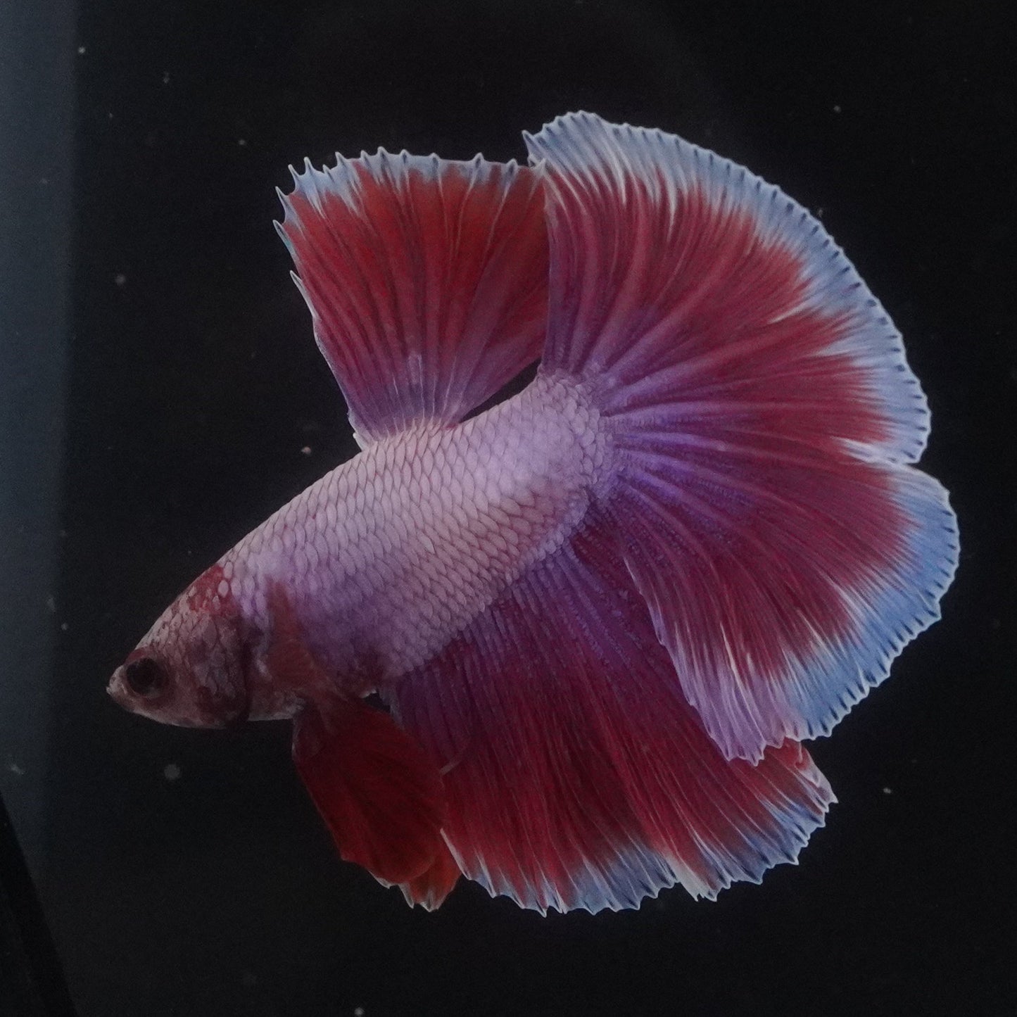 Colorful betta fish swimming in a dark aquarium.