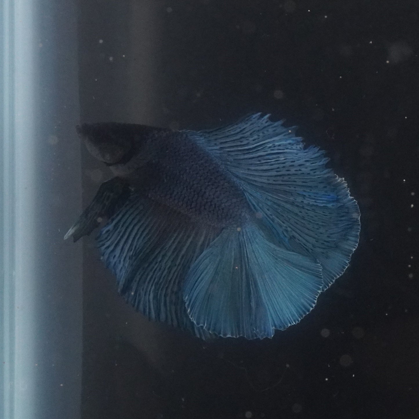 Blue betta fish swimming in a clear tank with a dark background