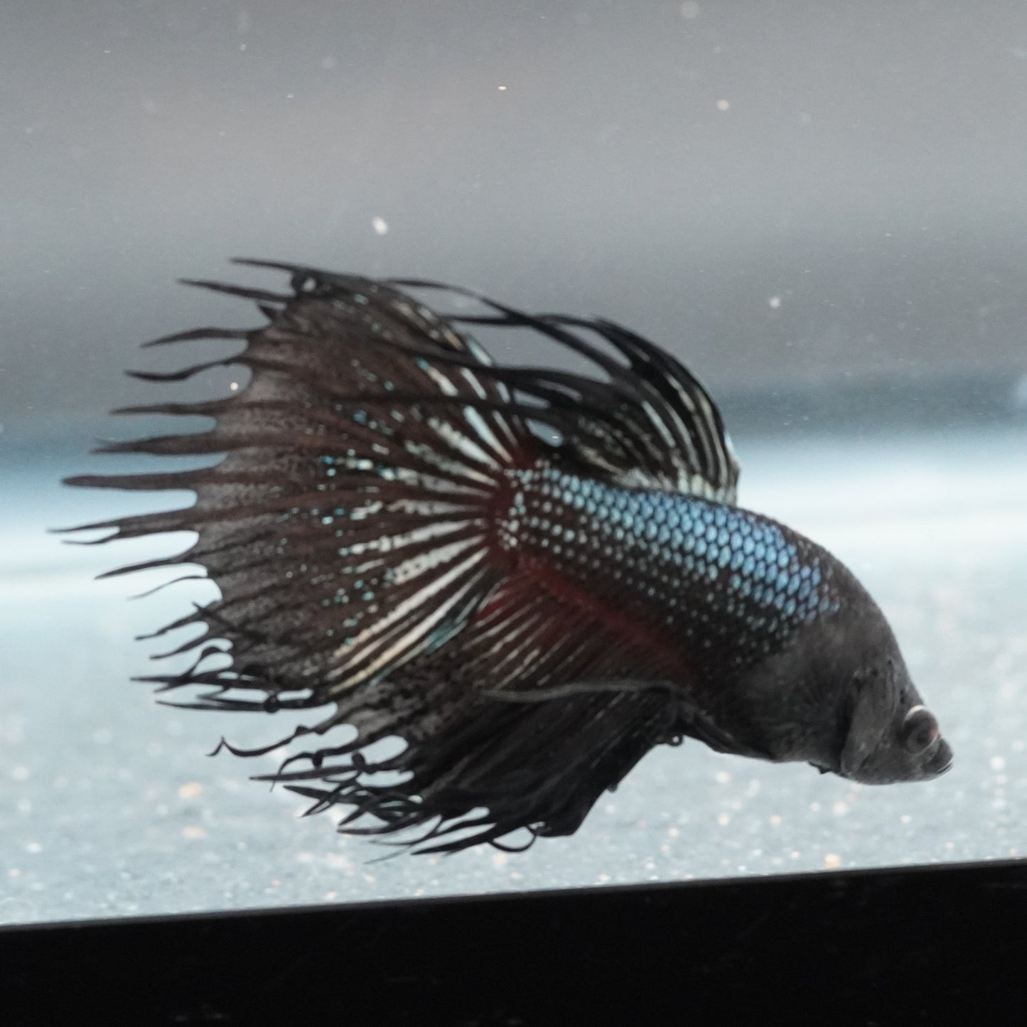 Live Betta Fish WYSIWYG Fancy Aquarium BLK3 Black Orchid Crowntail