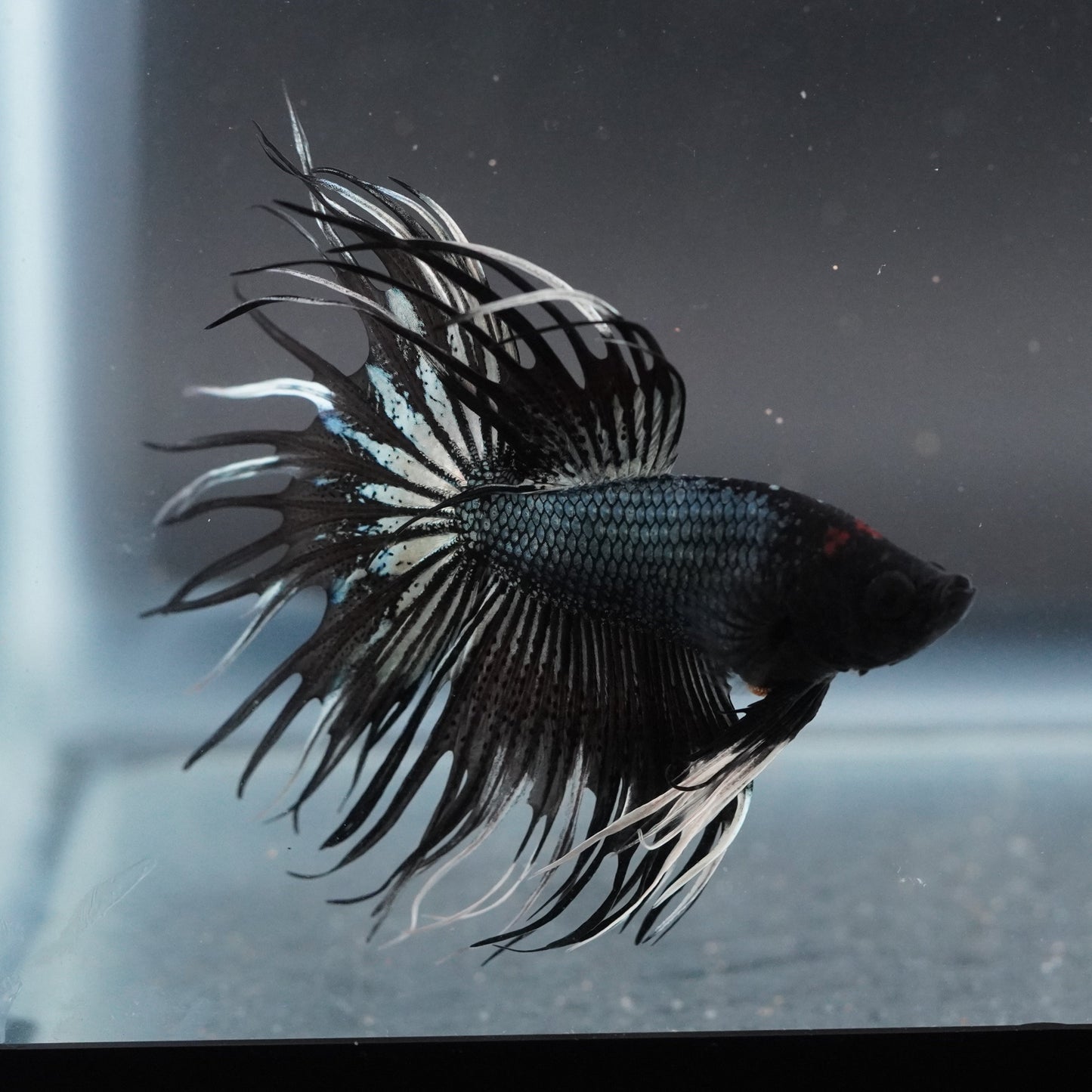 Black and white betta fish swimming in an aquarium with a dark background