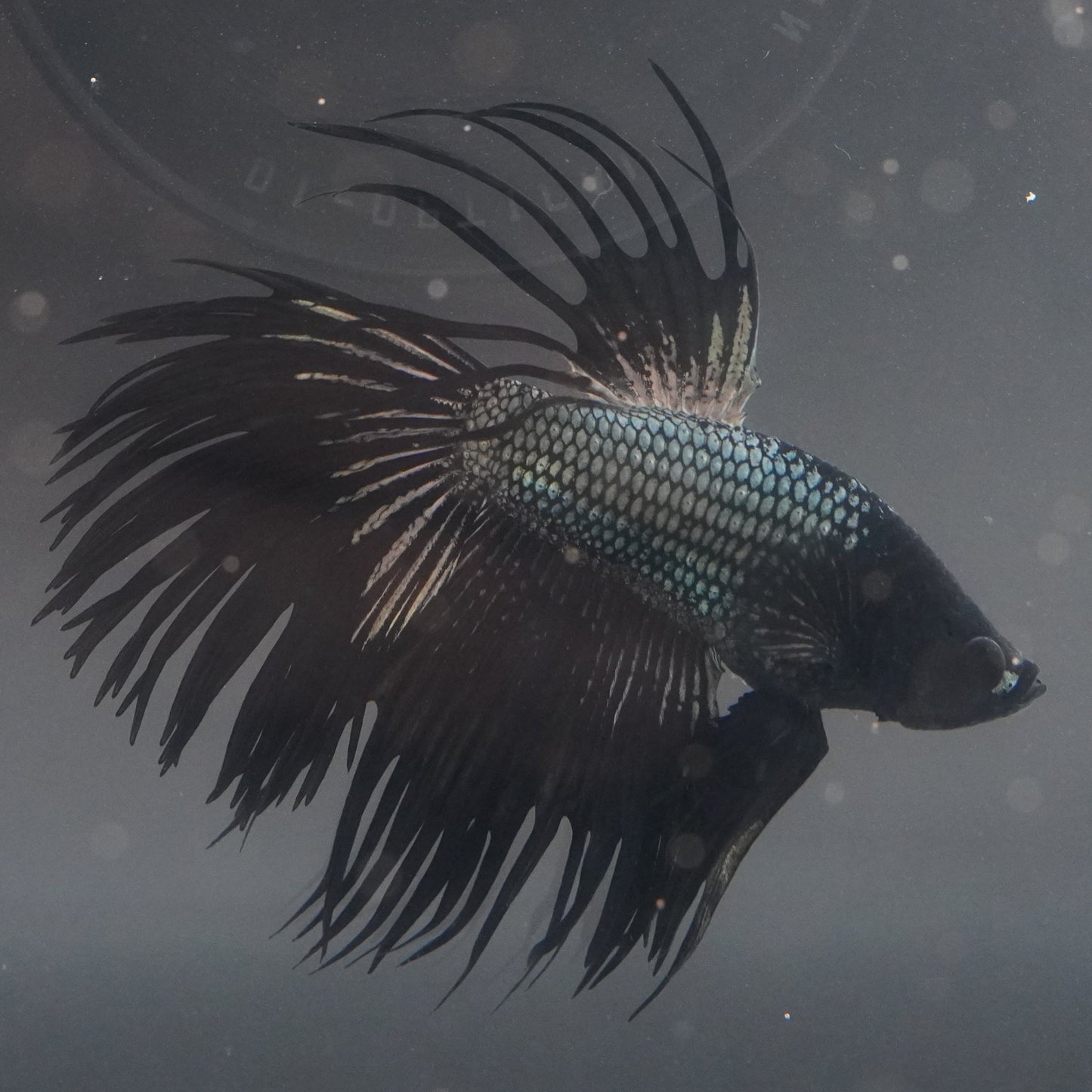 Siamese fighting fish with elaborate fins in a tank