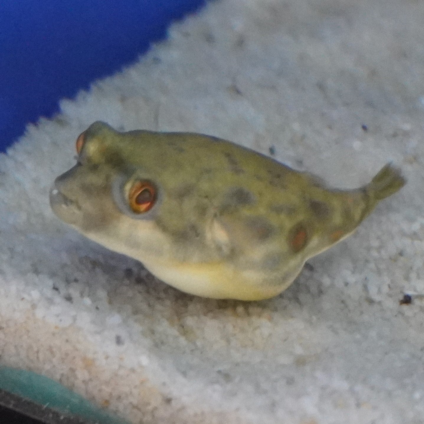 Fahaka Puffer ~ Tetraodon lineatus