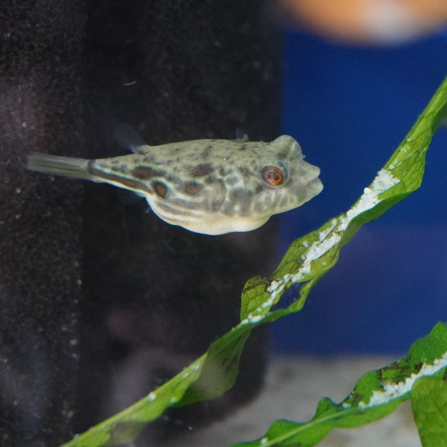 Fahaka Puffer ~ Tetraodon lineatus