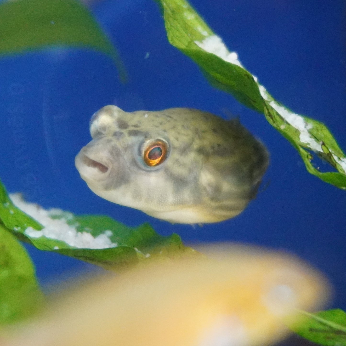Fahaka Puffer ~ Tetraodon lineatus