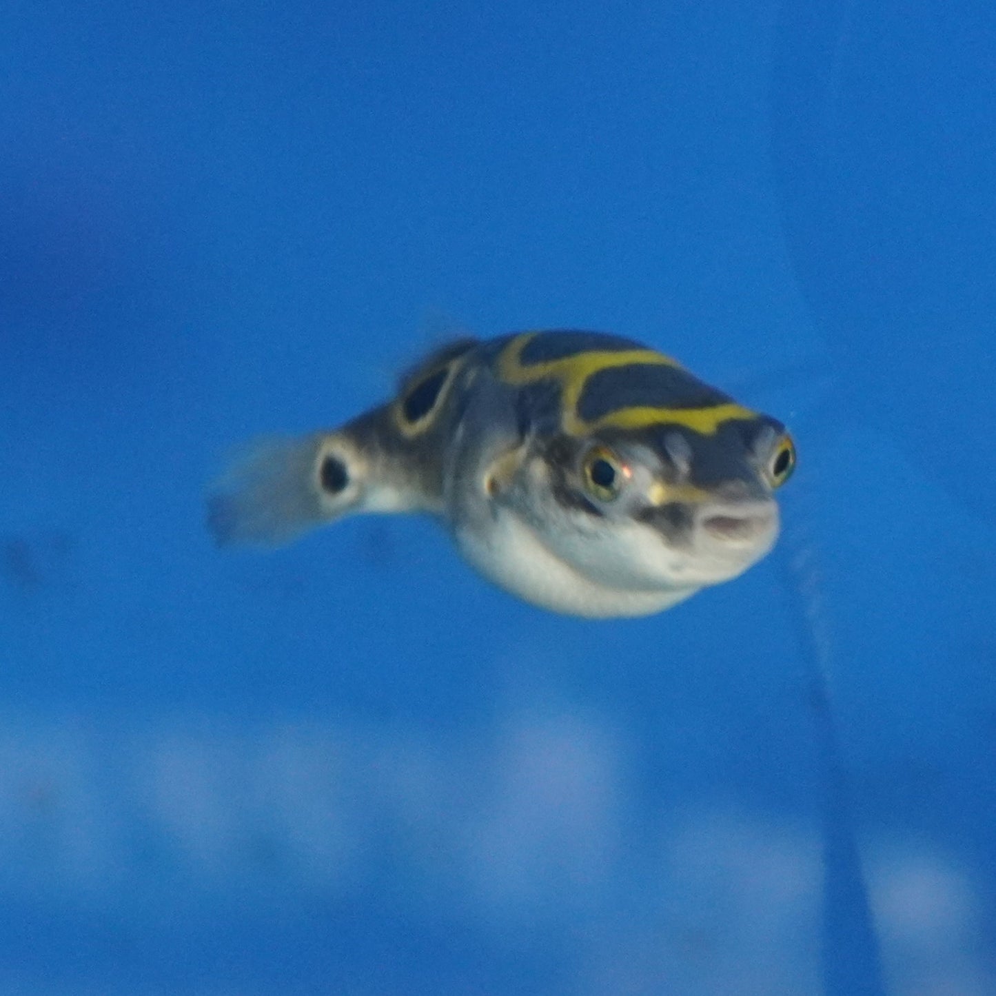 Figure 8 Puffer ~ Tetraodon biocellatus