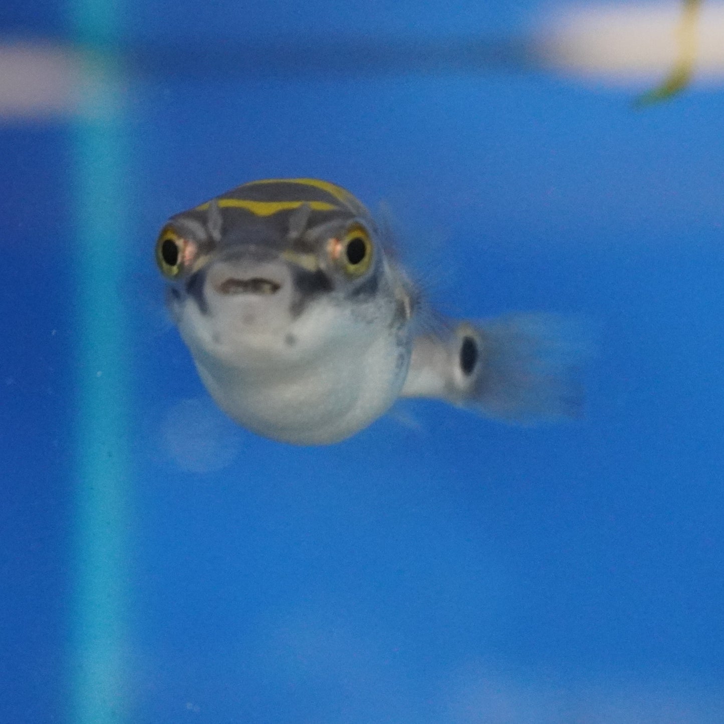 Figure 8 Puffer ~ Tetraodon biocellatus